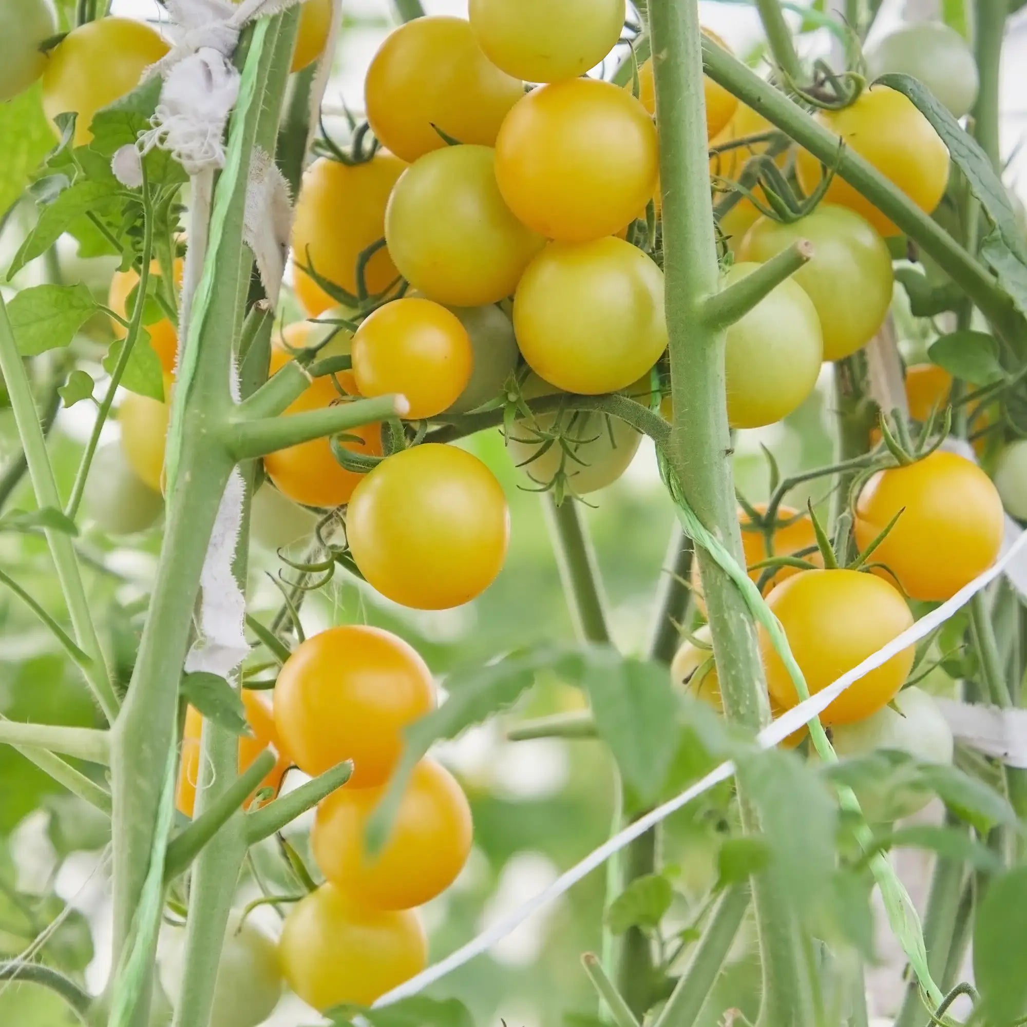 Tomato 'White Cherry'