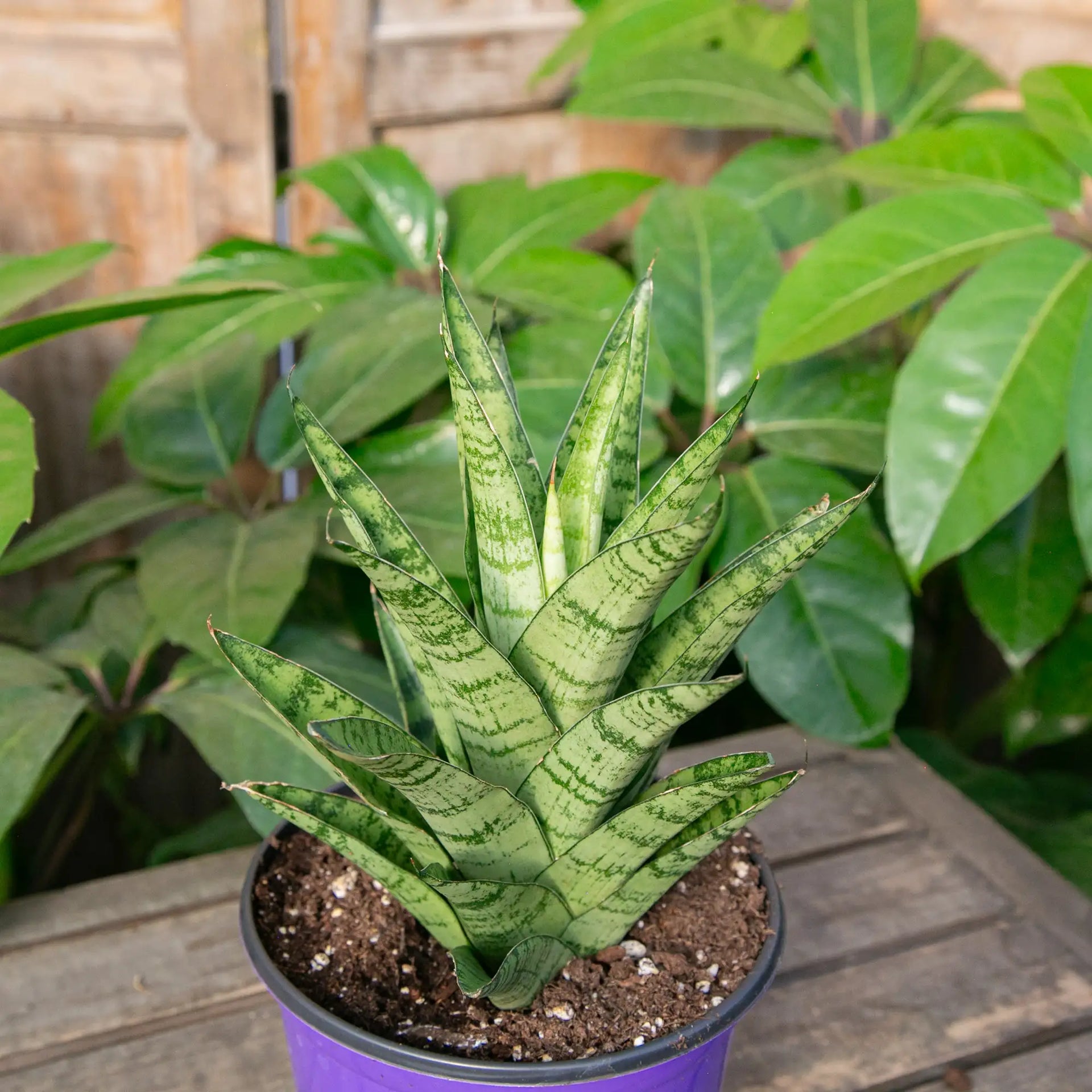 sansevieria tough lady Snake Plant 'Tough Lady' – Vandermeer Nursery Ltd