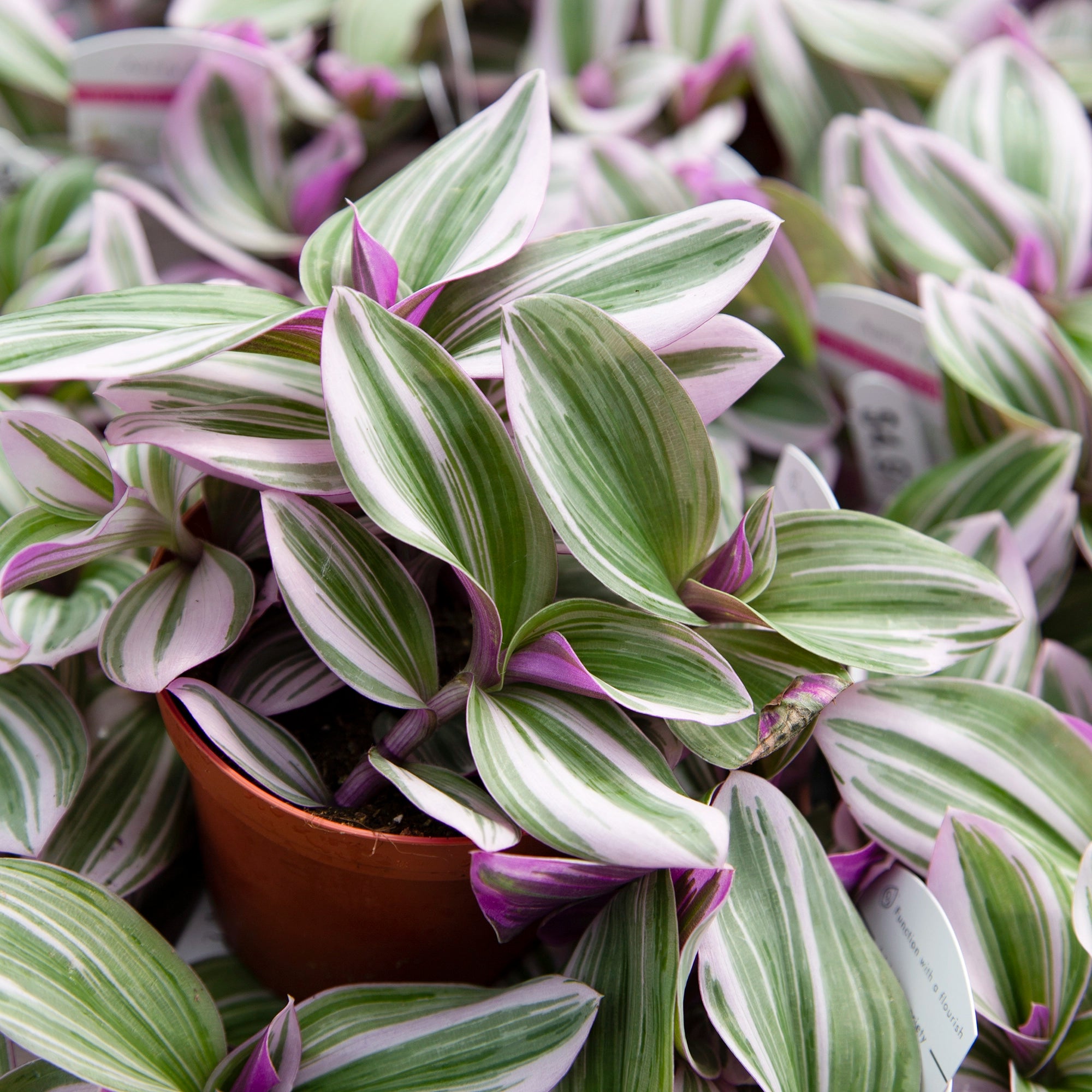 Tradescantia 'Nanouk'