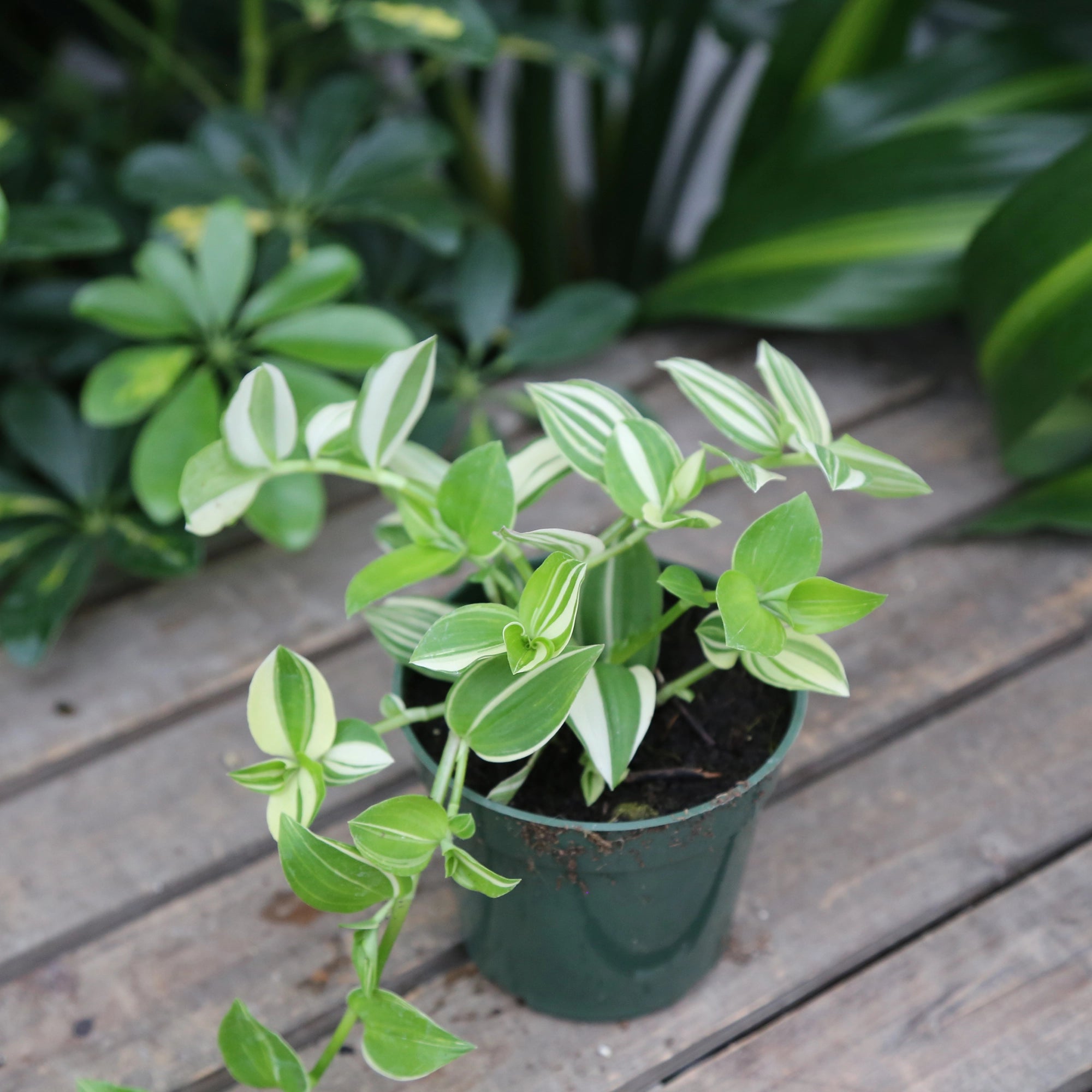 Tradescantia 'Quicksilver'