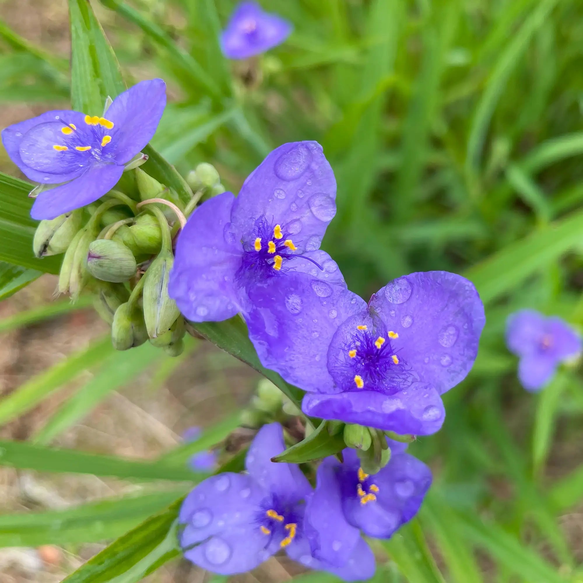 Spiderwort Ohio