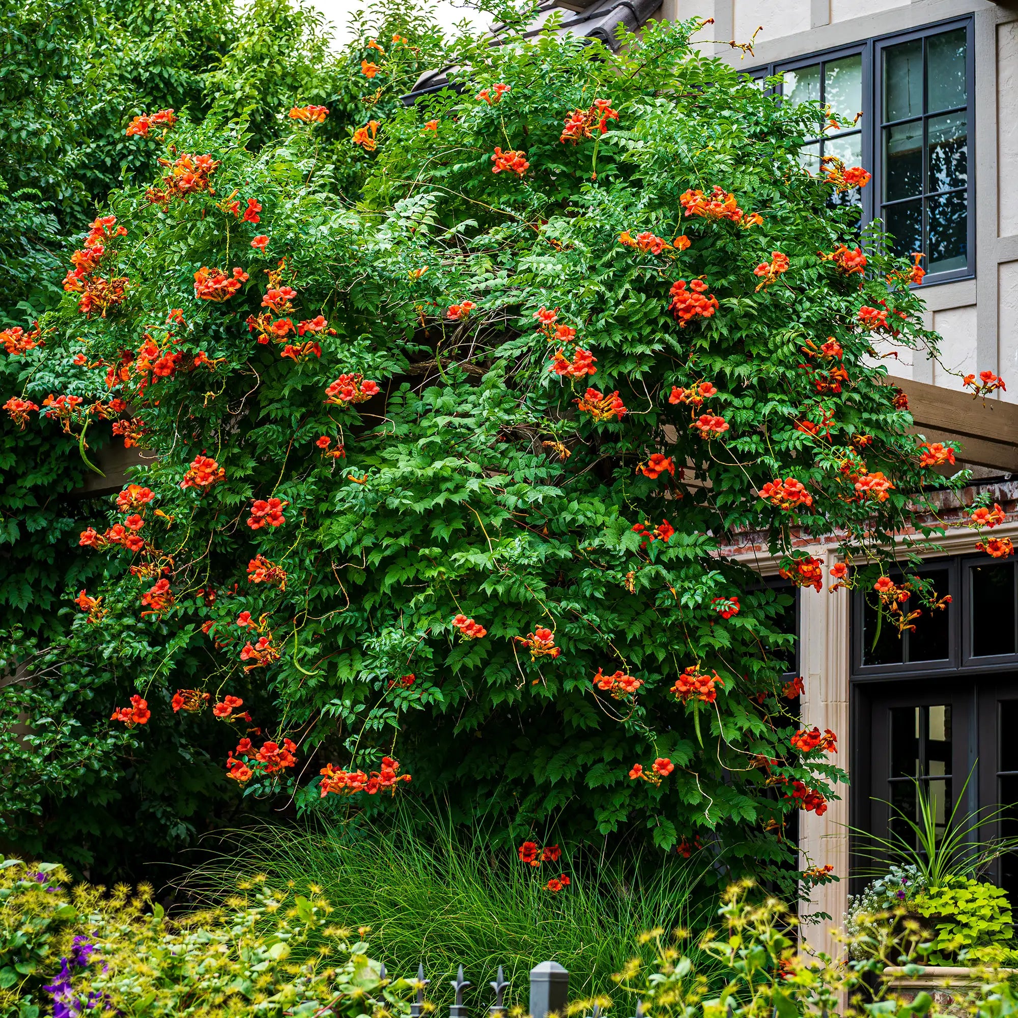 Trumpet Vine