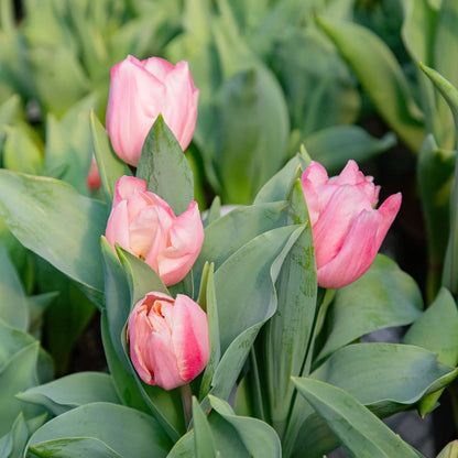 Tulip