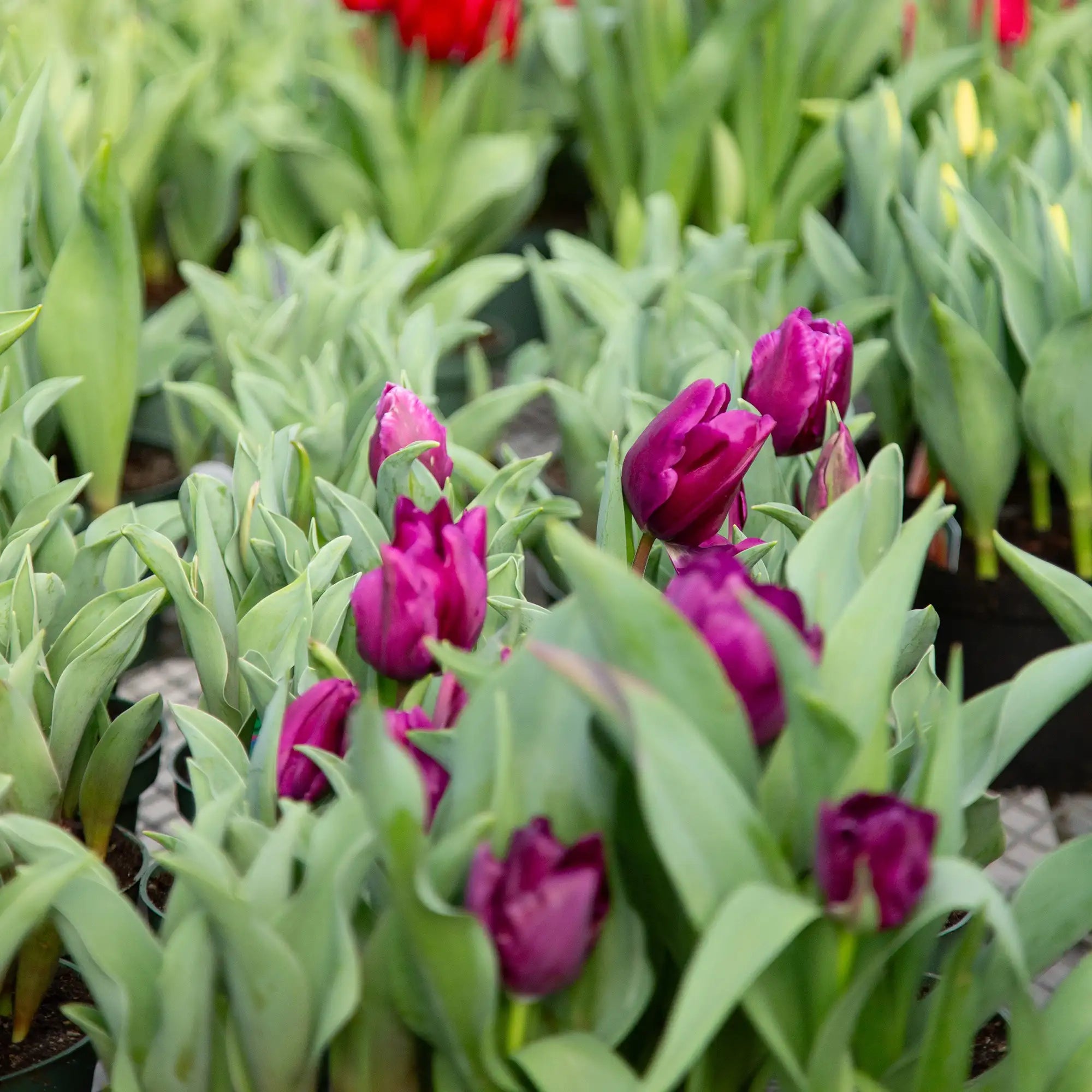 Tulip