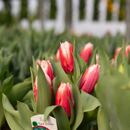 Tulip