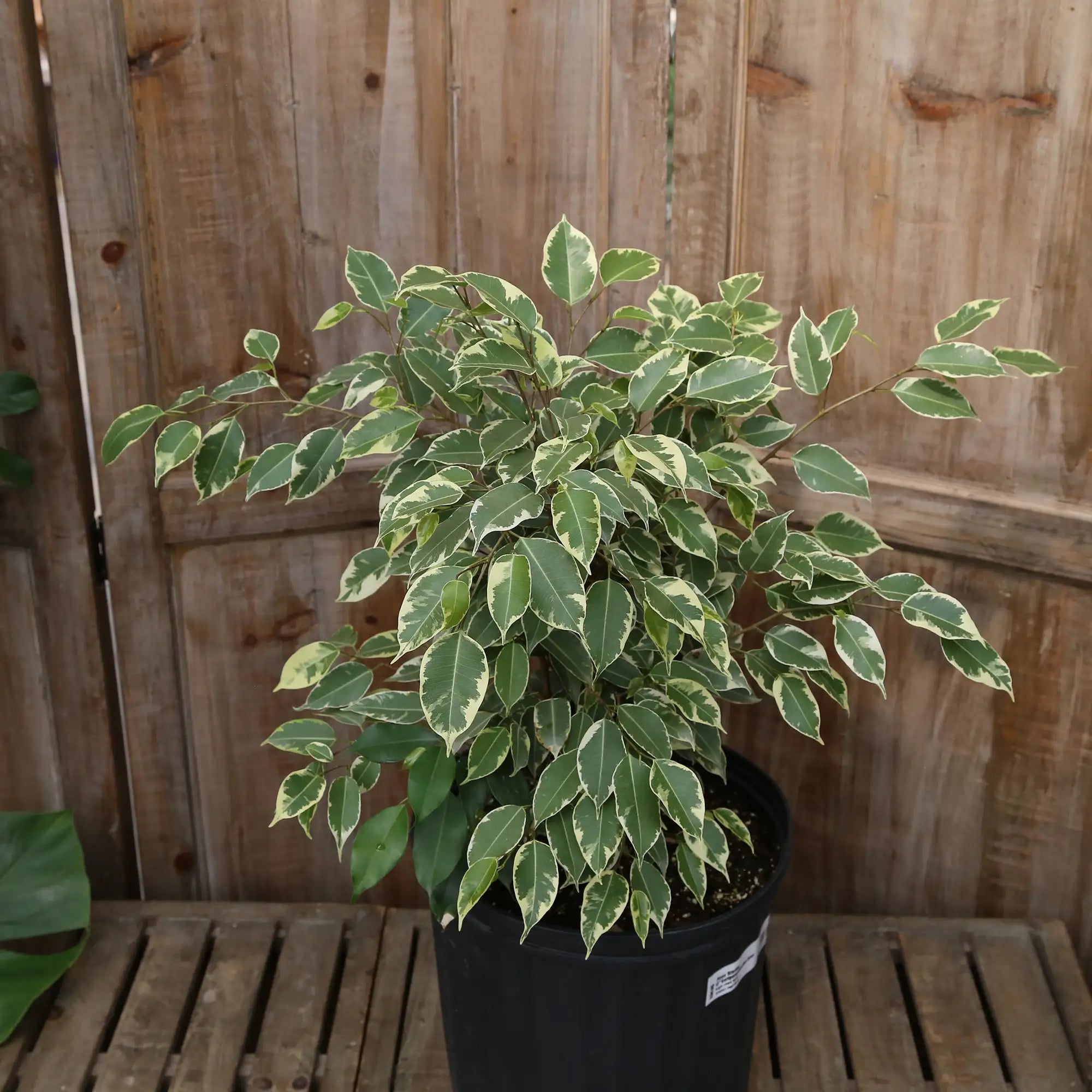 Ficus Weeping Fig 'Variegated'