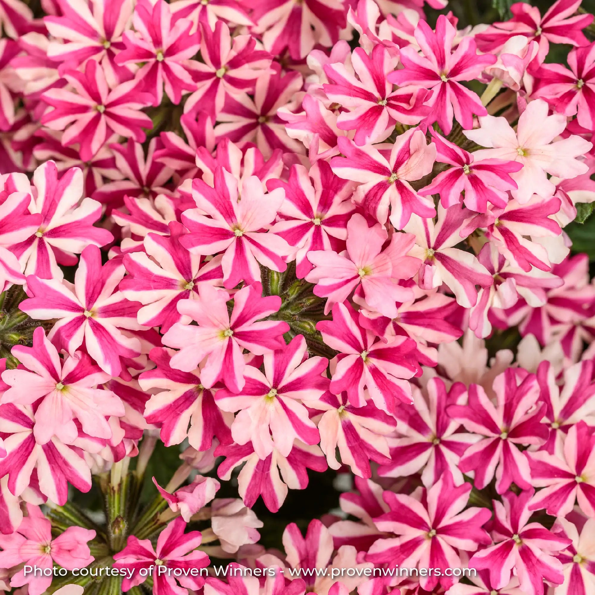 Verbena 'Superbena® Cherryburst'
