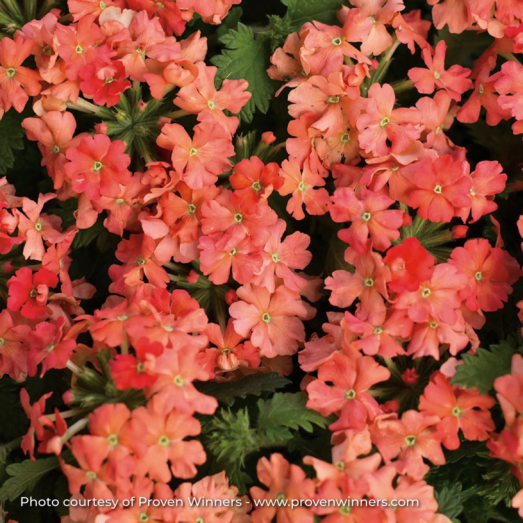 Verbena 'Superbena® Peachy Keen'