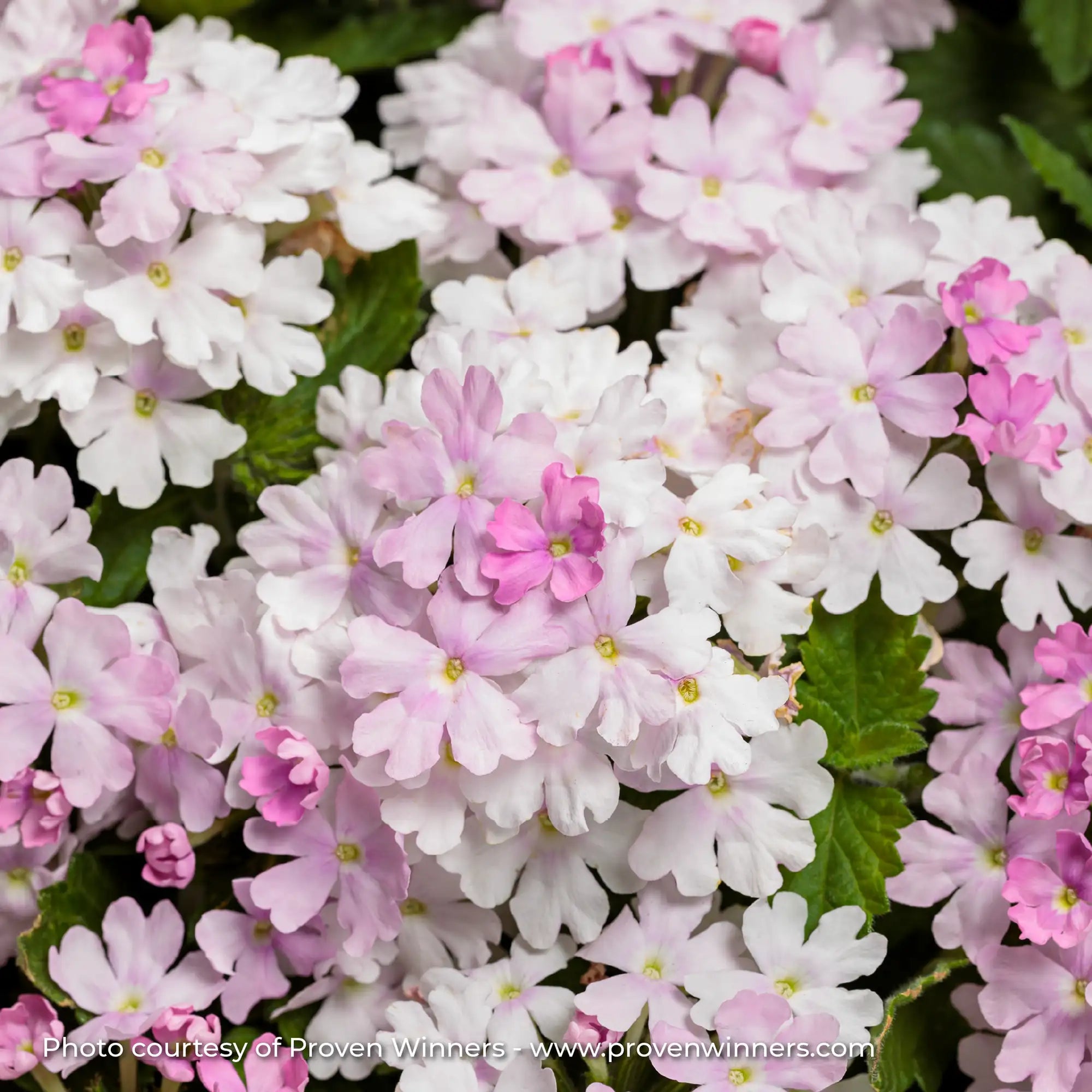 Verbena 'Superbena® Pink Cashmere'