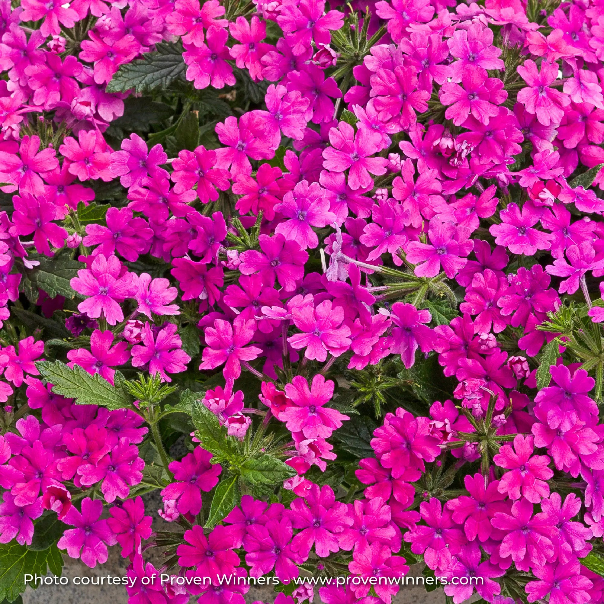 Verbena 'Superbena® Pink Shades'