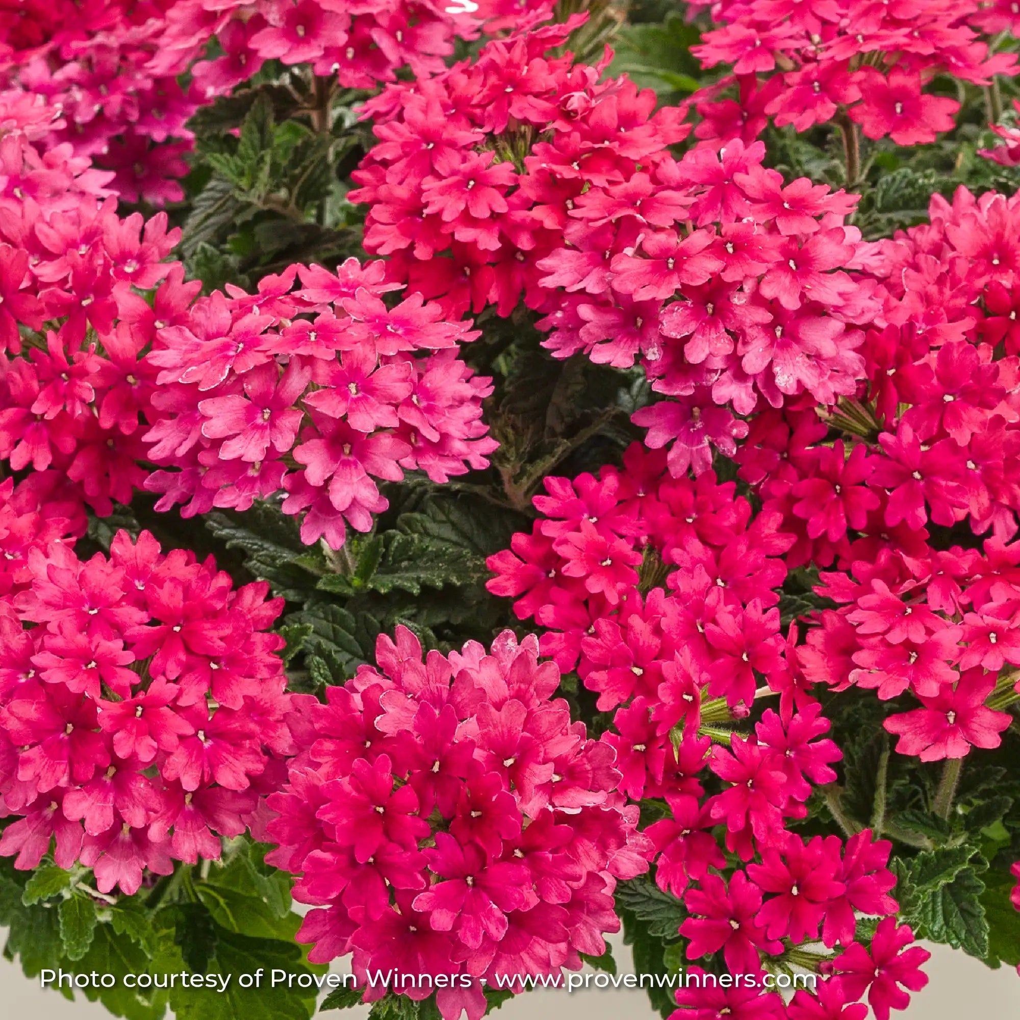 Verbena 'Superbena® Raspberry'