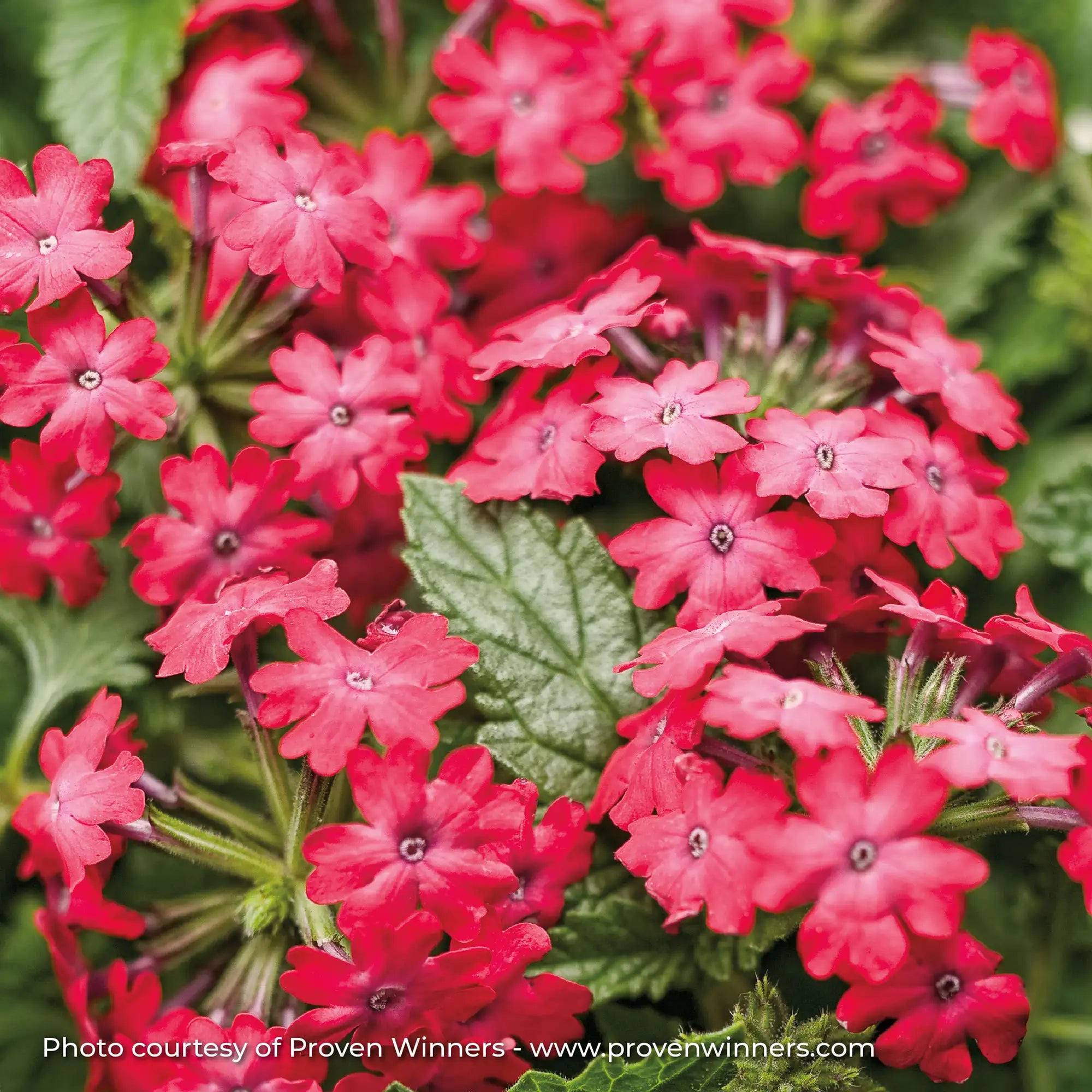 Verbena 'Superbena Royale® Iced Cherry'