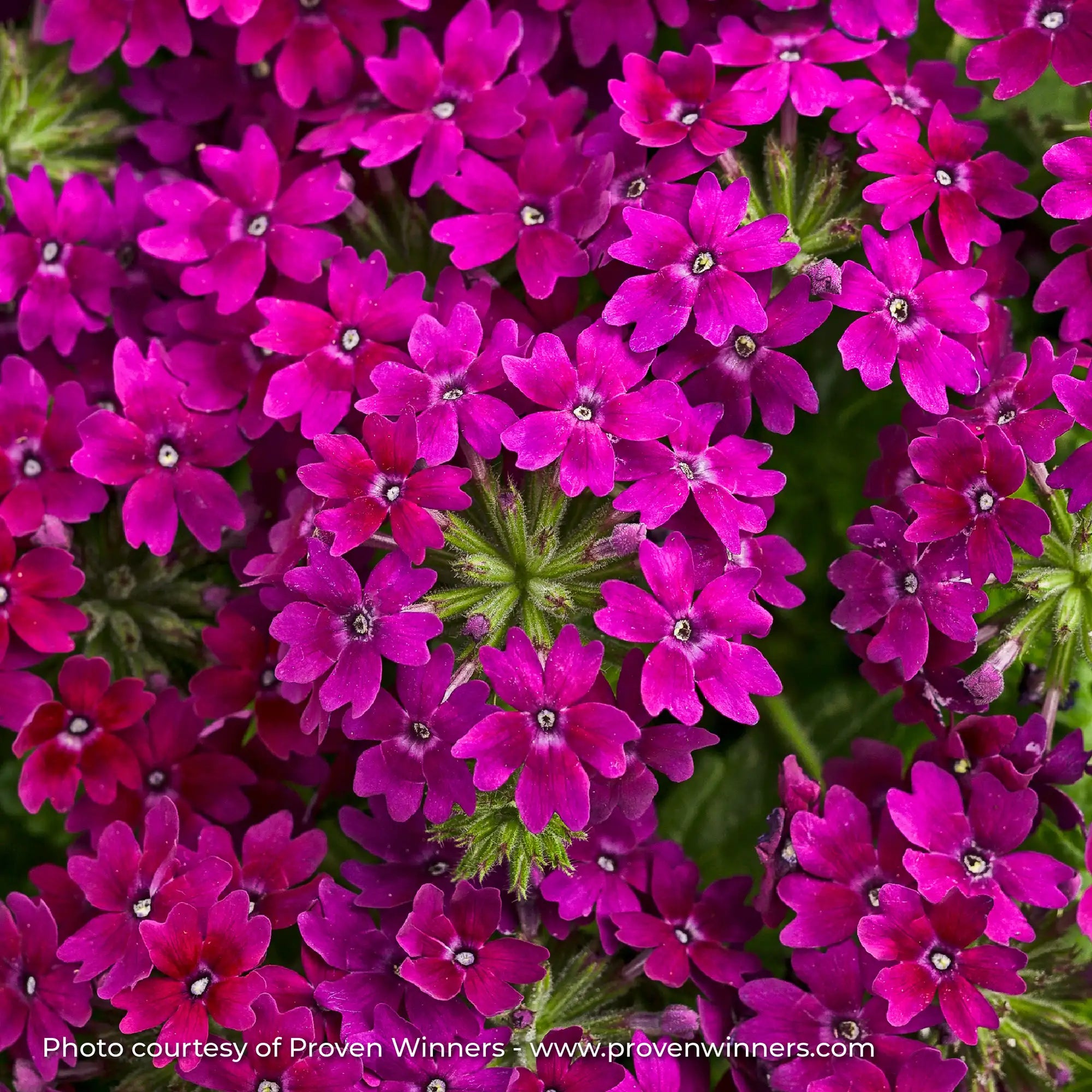 Verbena 'Superbena Royale® Plum Wine'