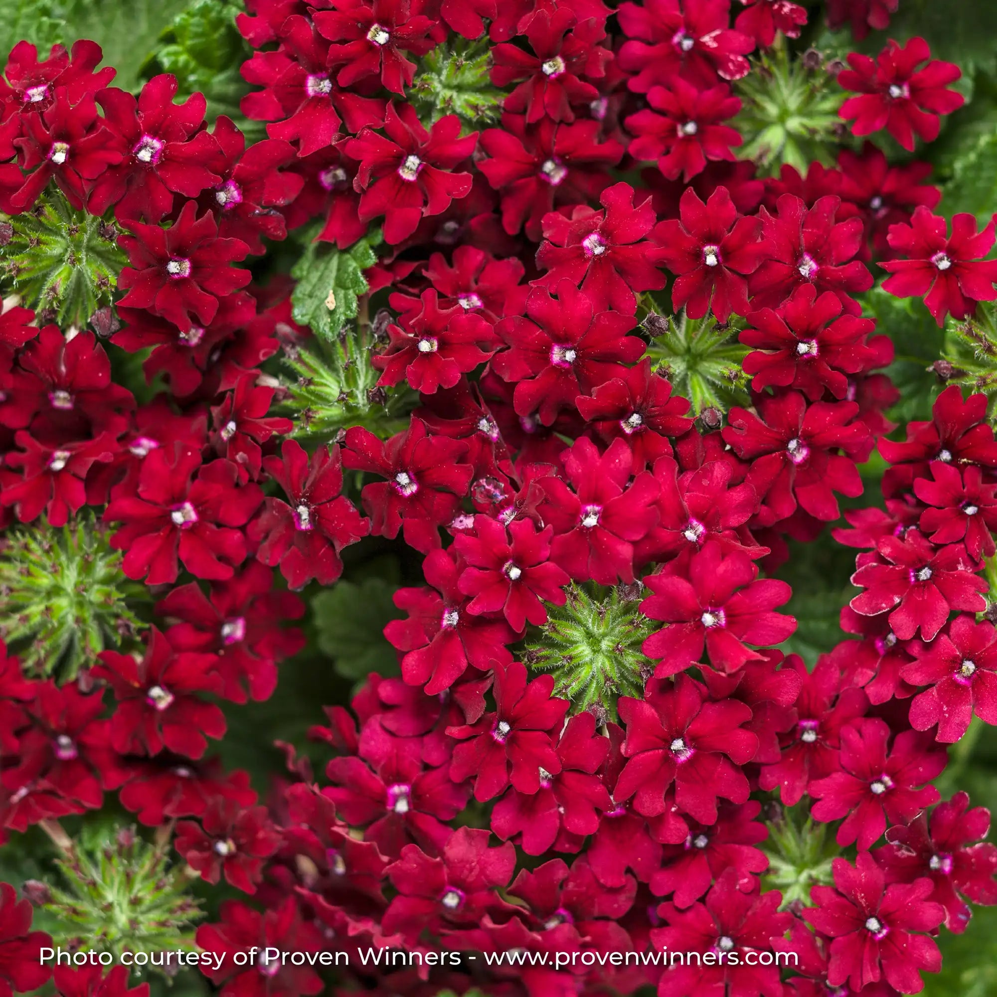 Verbena 'Superbena Royale® Romance'