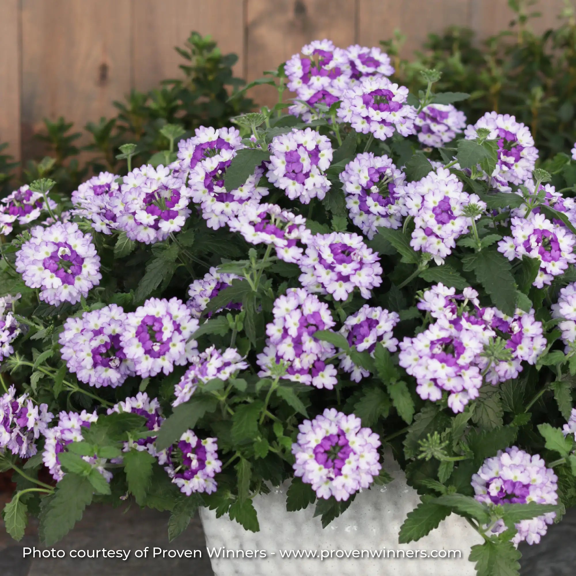 Verbena 'Superbena Sparkling® Amethyst'