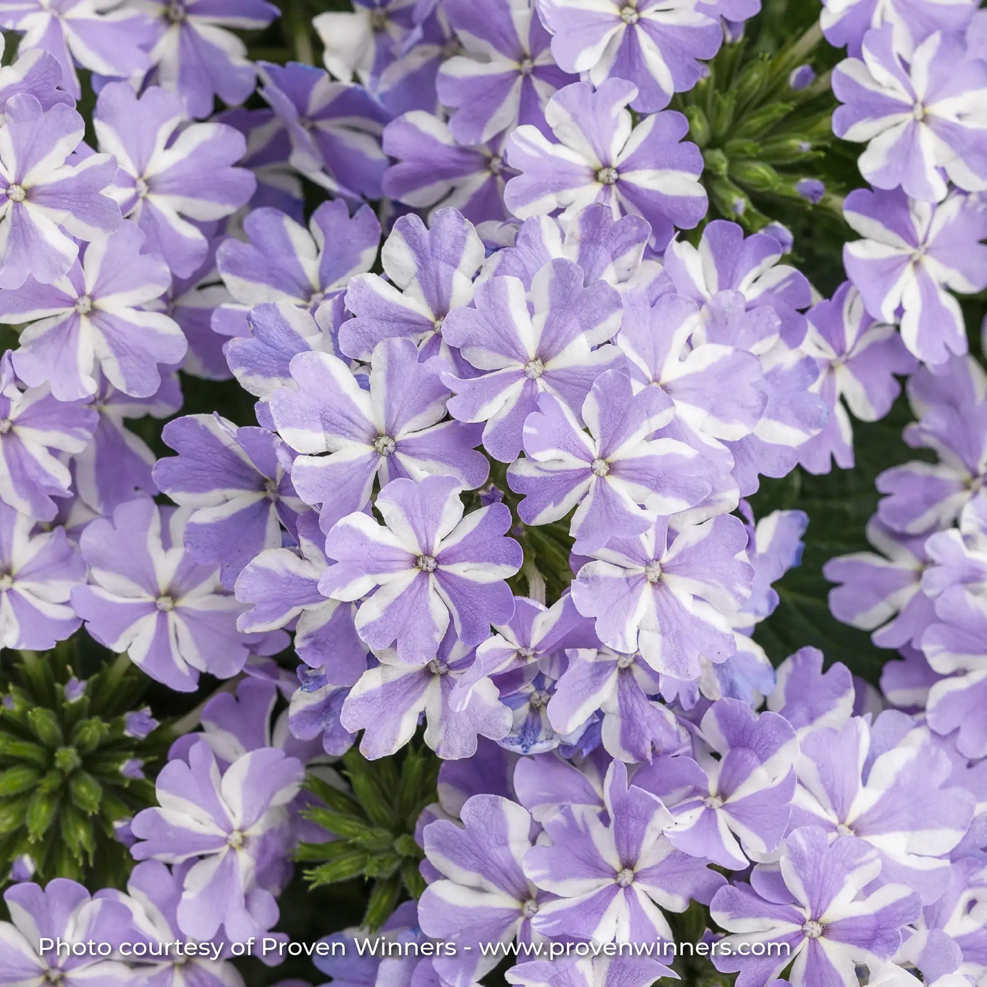 Verbena 'Superbena® Stormburst'