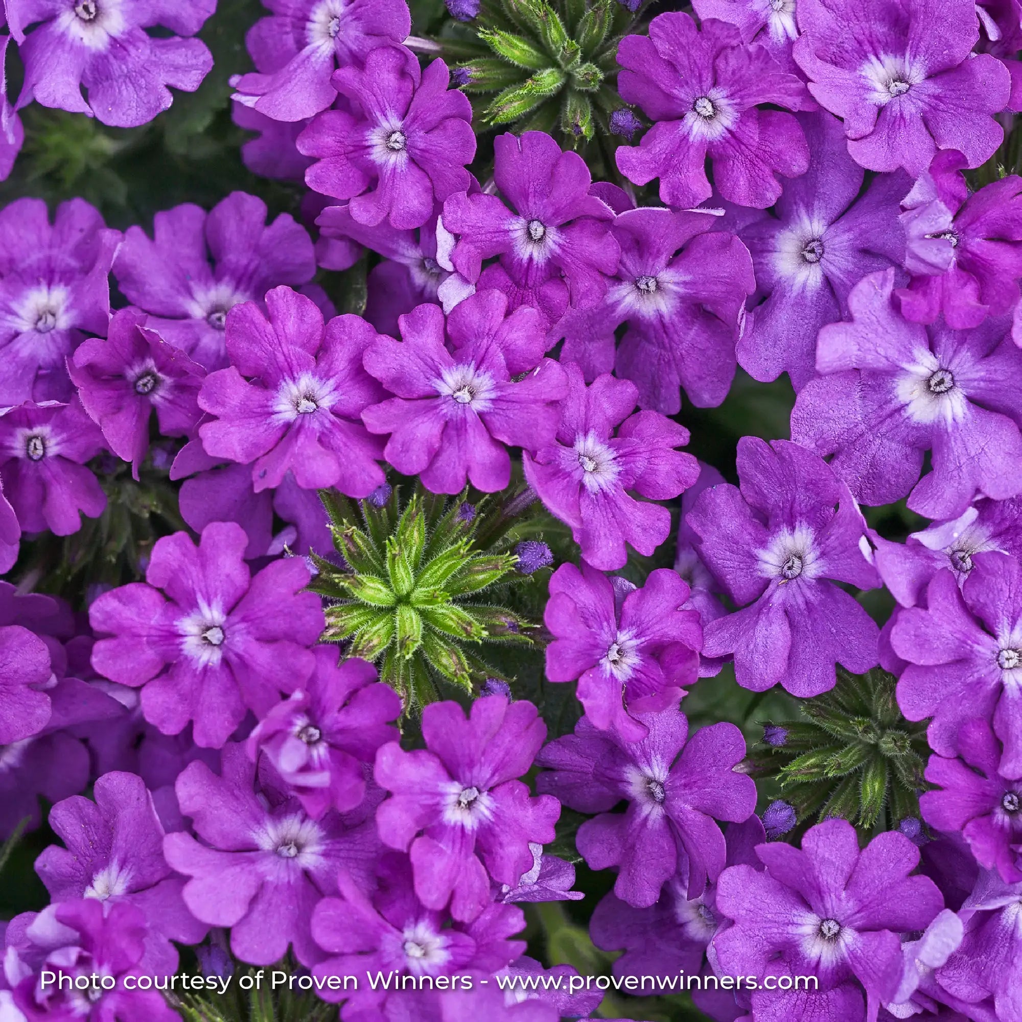 Verbena 'Superbena® Violet Ice'