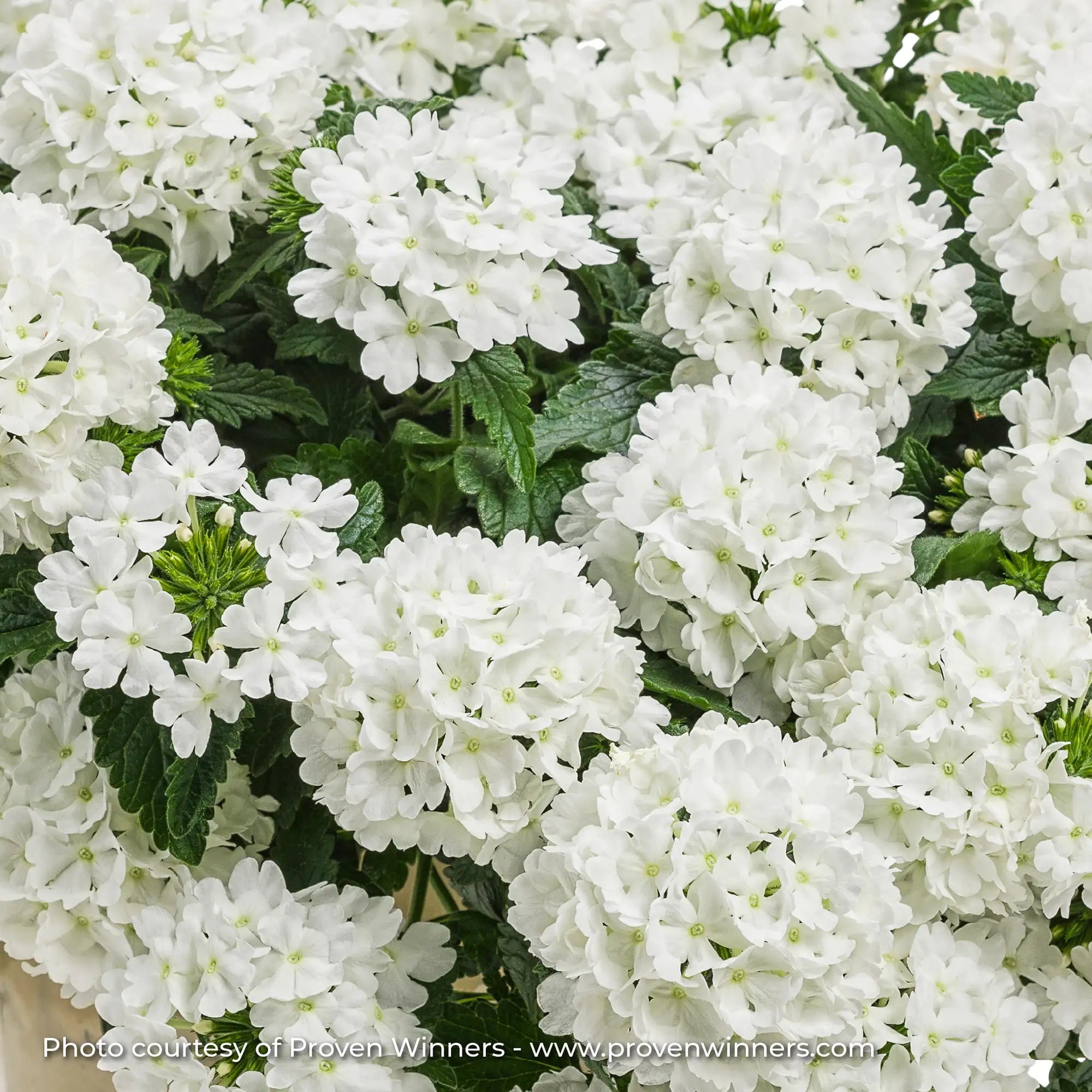 Verbena 'Superbena® Whiteout'