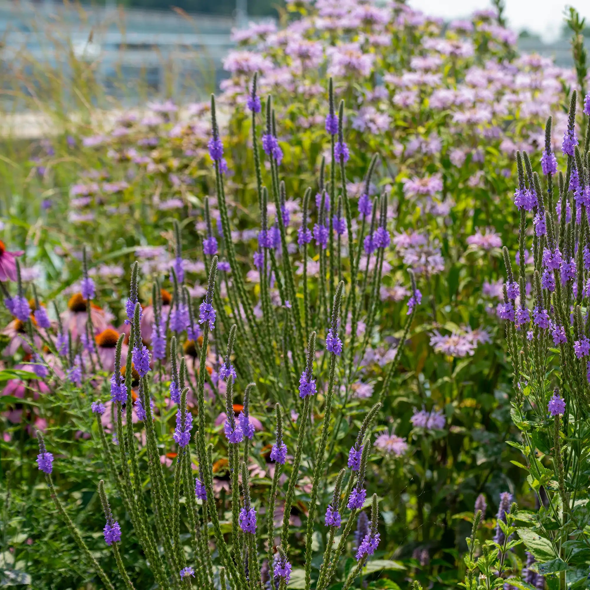 Vervain Hoary