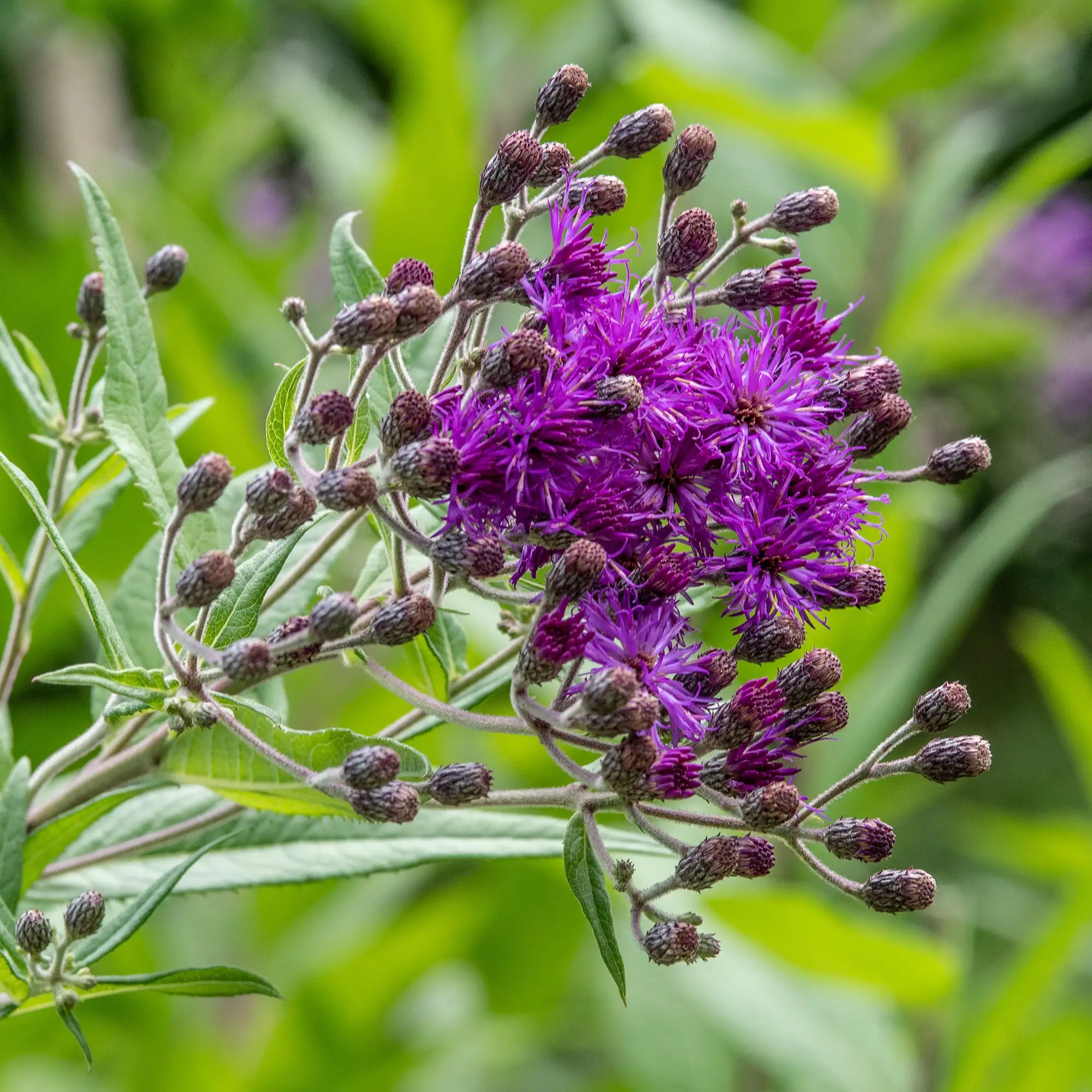 Ironweed Giant