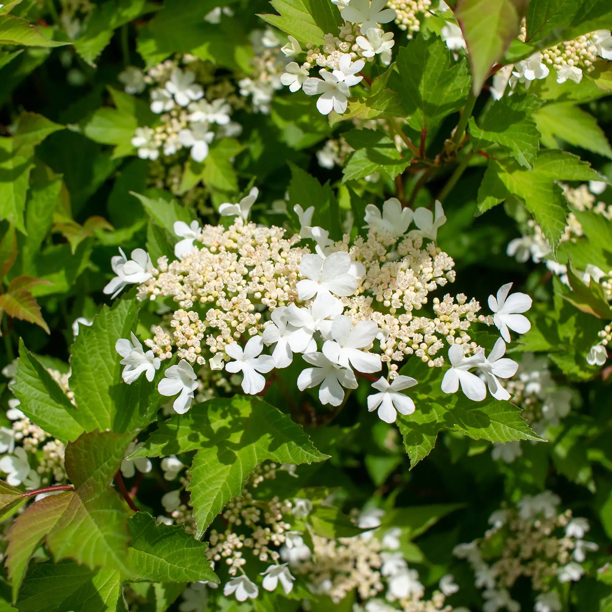 Highbush Cranberry