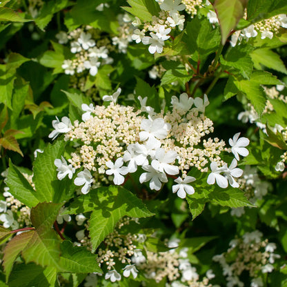 Highbush Cranberry
