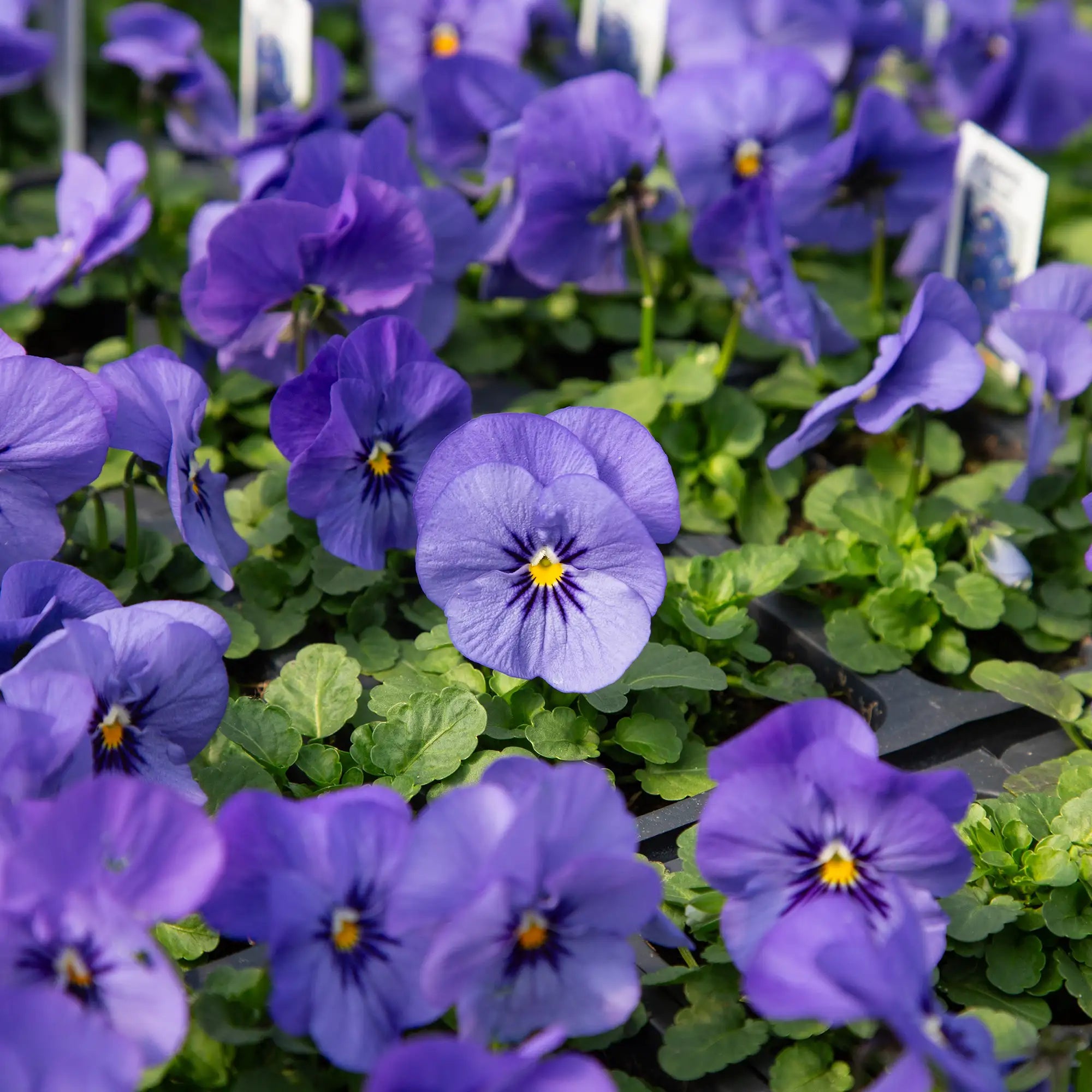 Viola Admire® 'Blue'