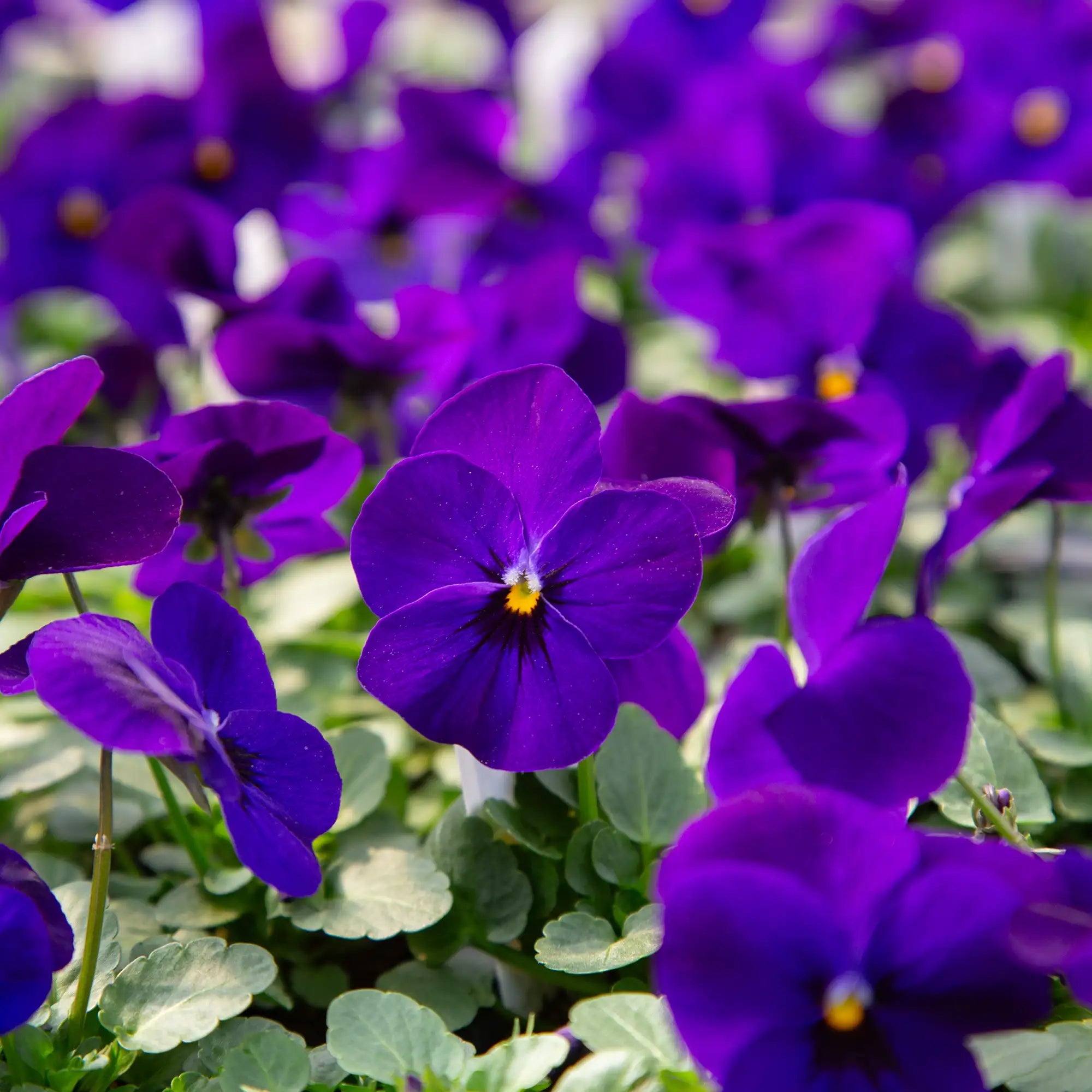 Viola Admire® 'Deep Blue'