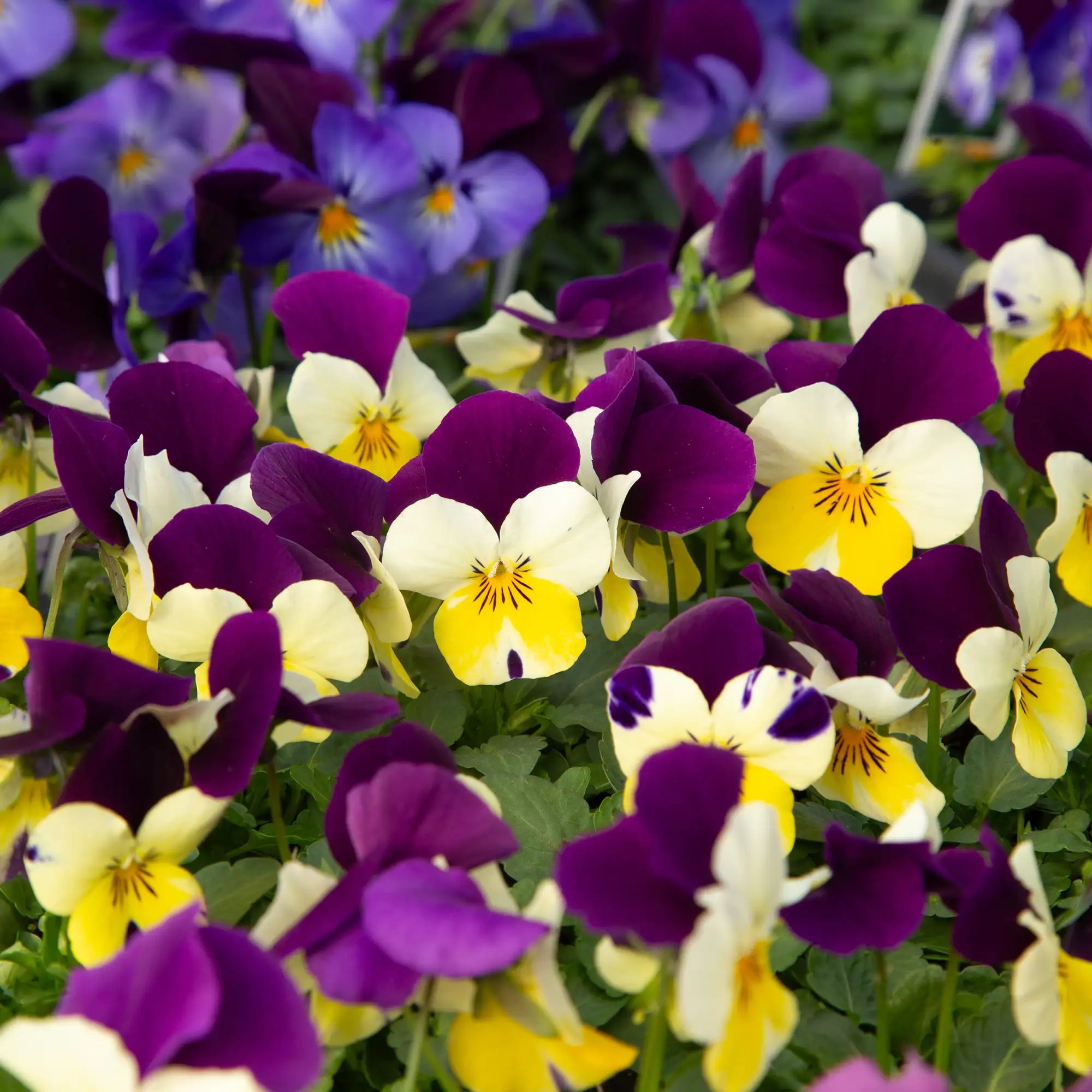 Viola Admire® 'Lemon Purple Wing'