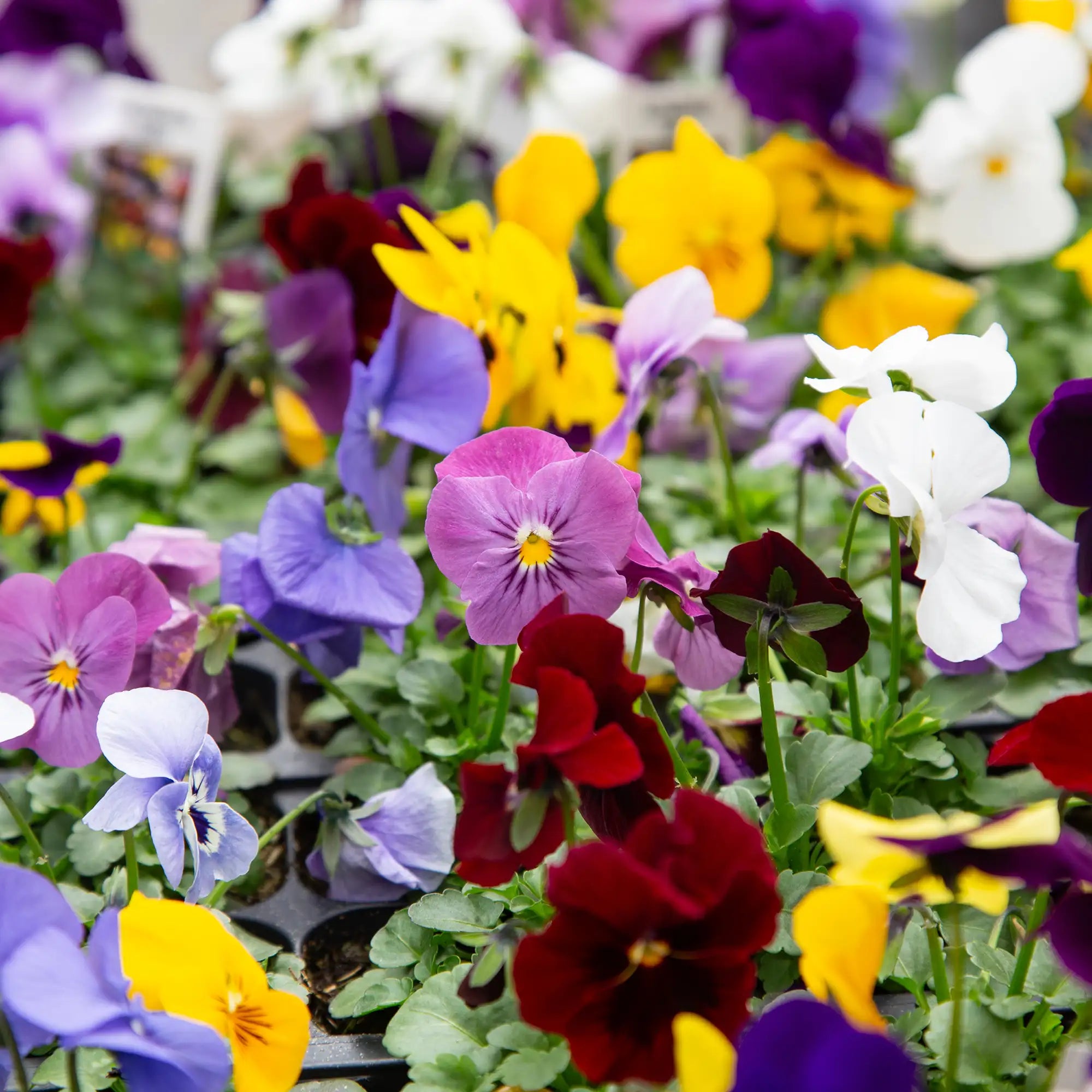 Viola Admire® 'Maxi Mix'