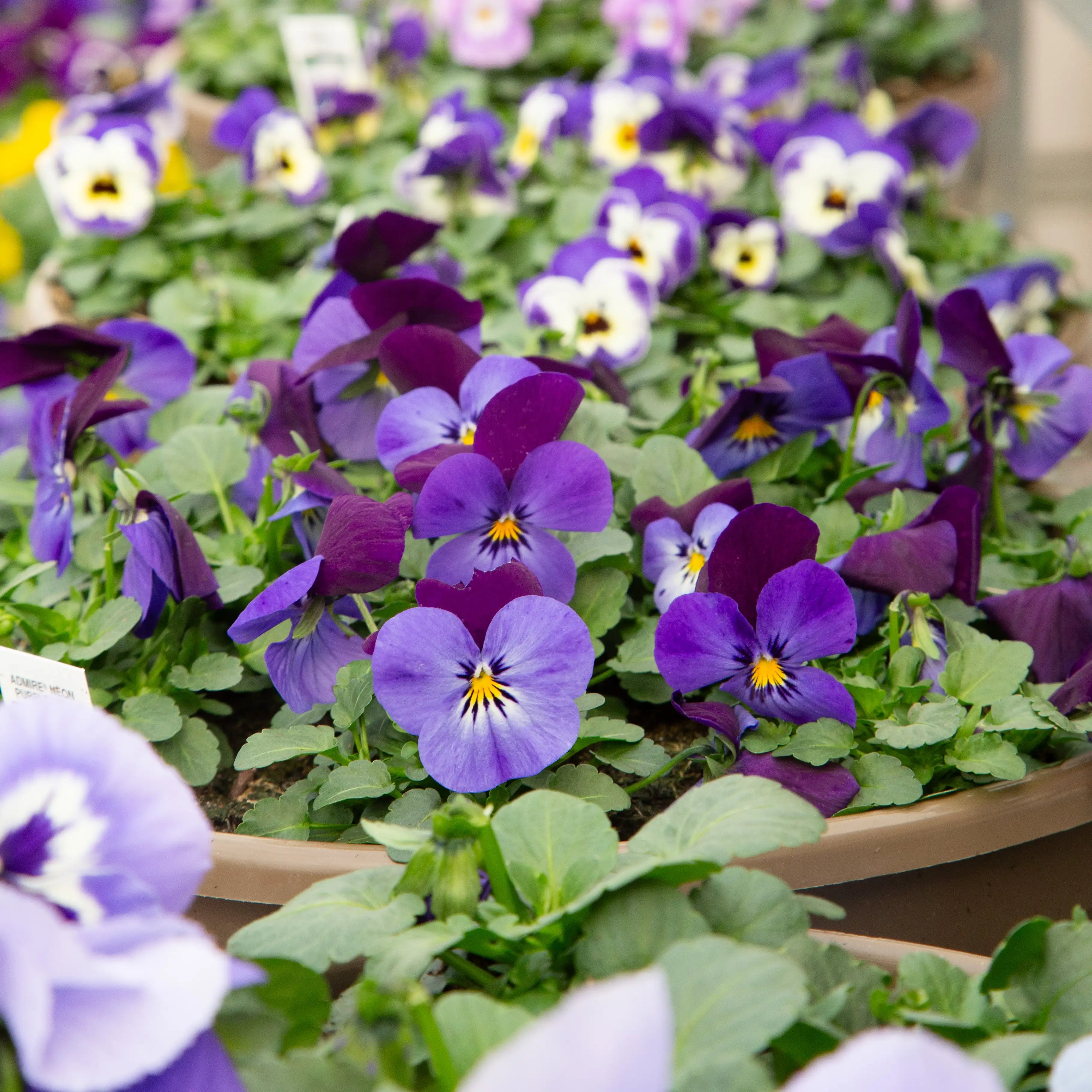Viola Admire® 'Neon Purple Wing'