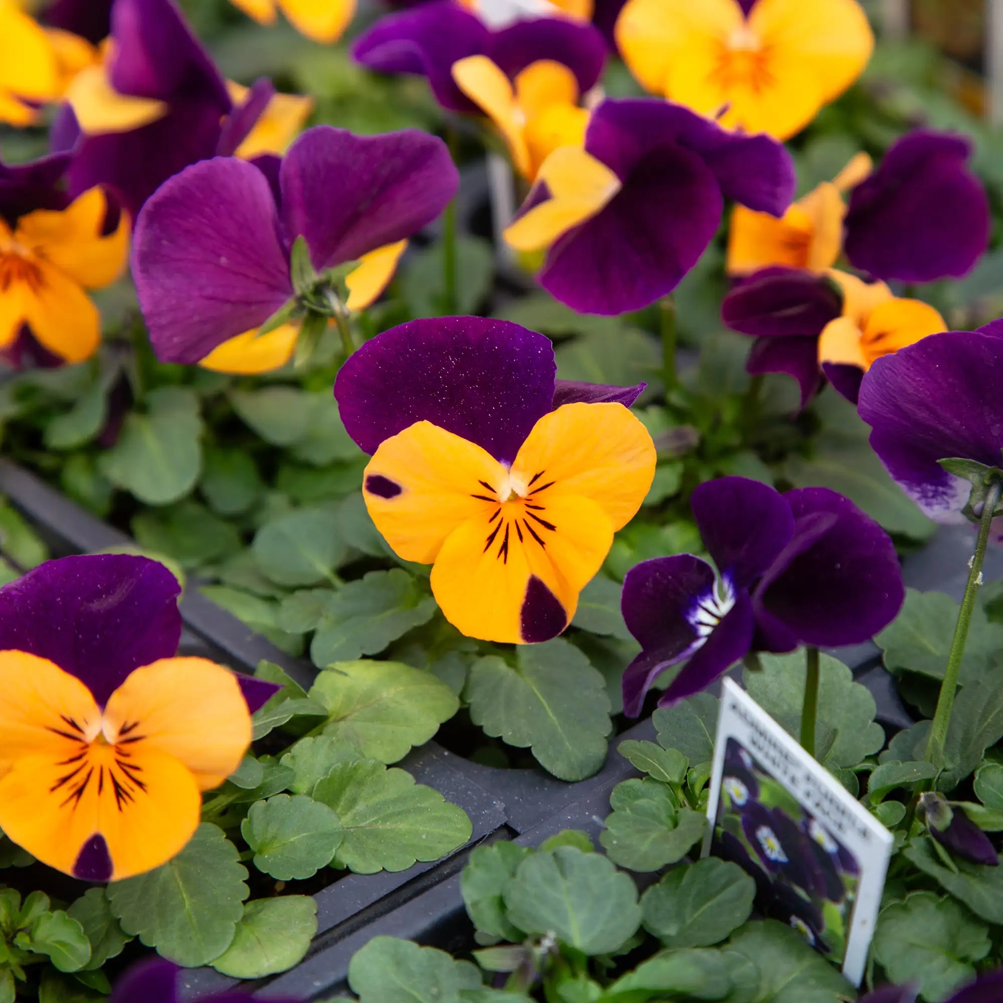 Viola Admire® 'Orange Purple Wing'