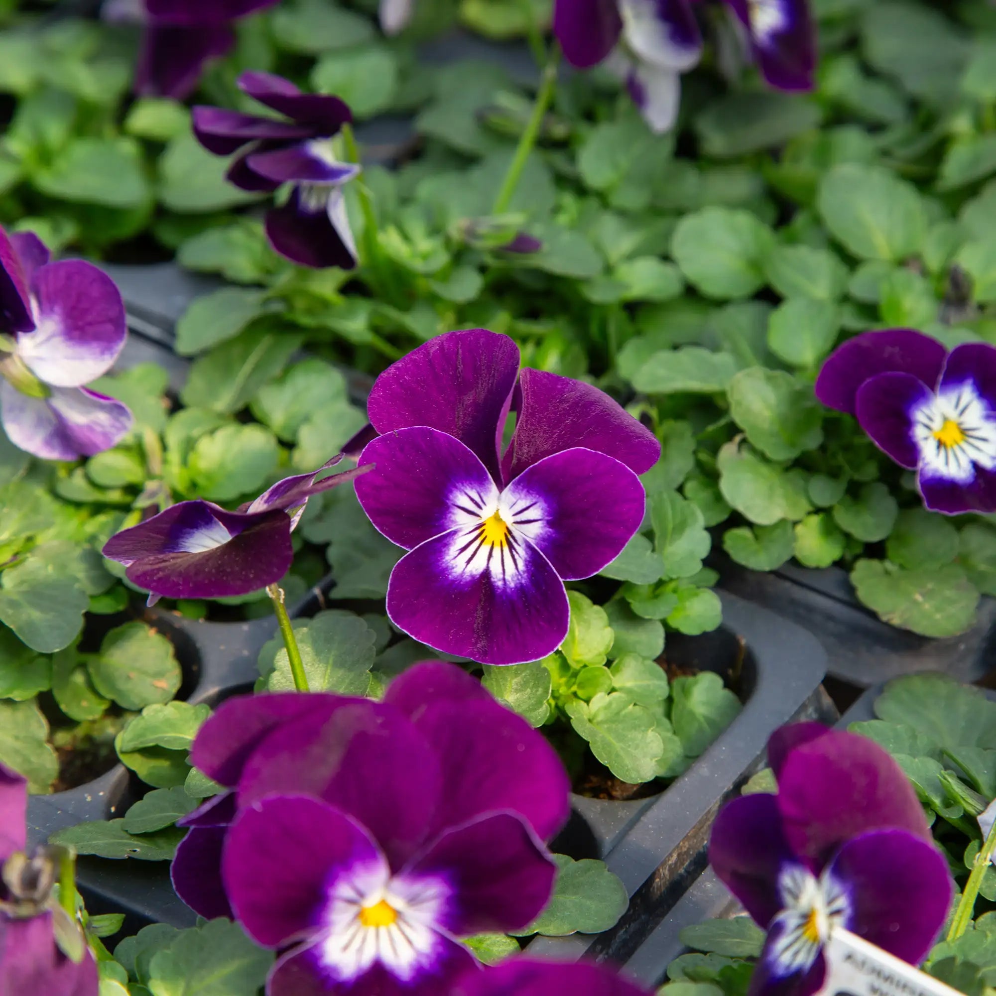 Viola Admire® 'Purple White Face'