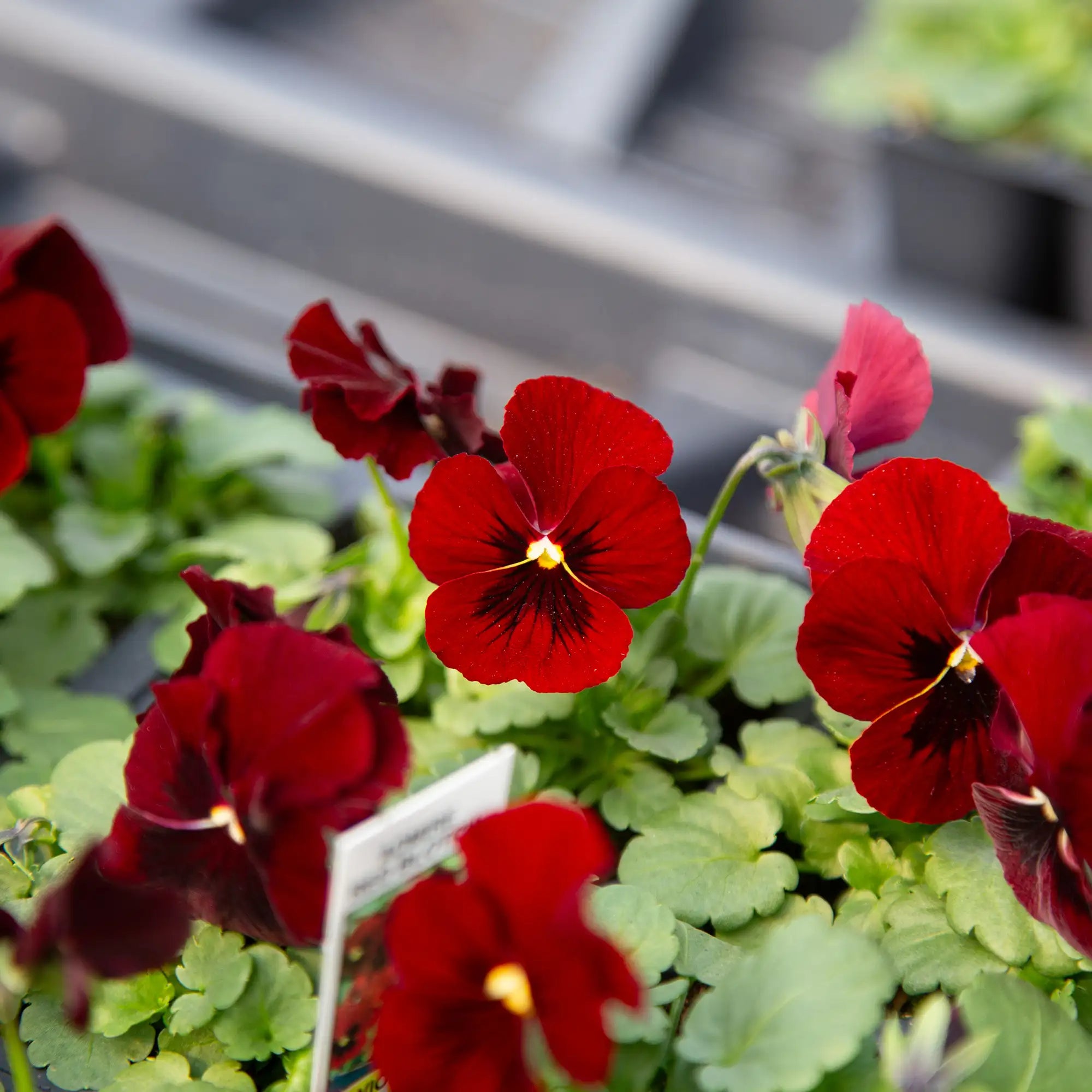 Viola Admire® 'Red Blotch'
