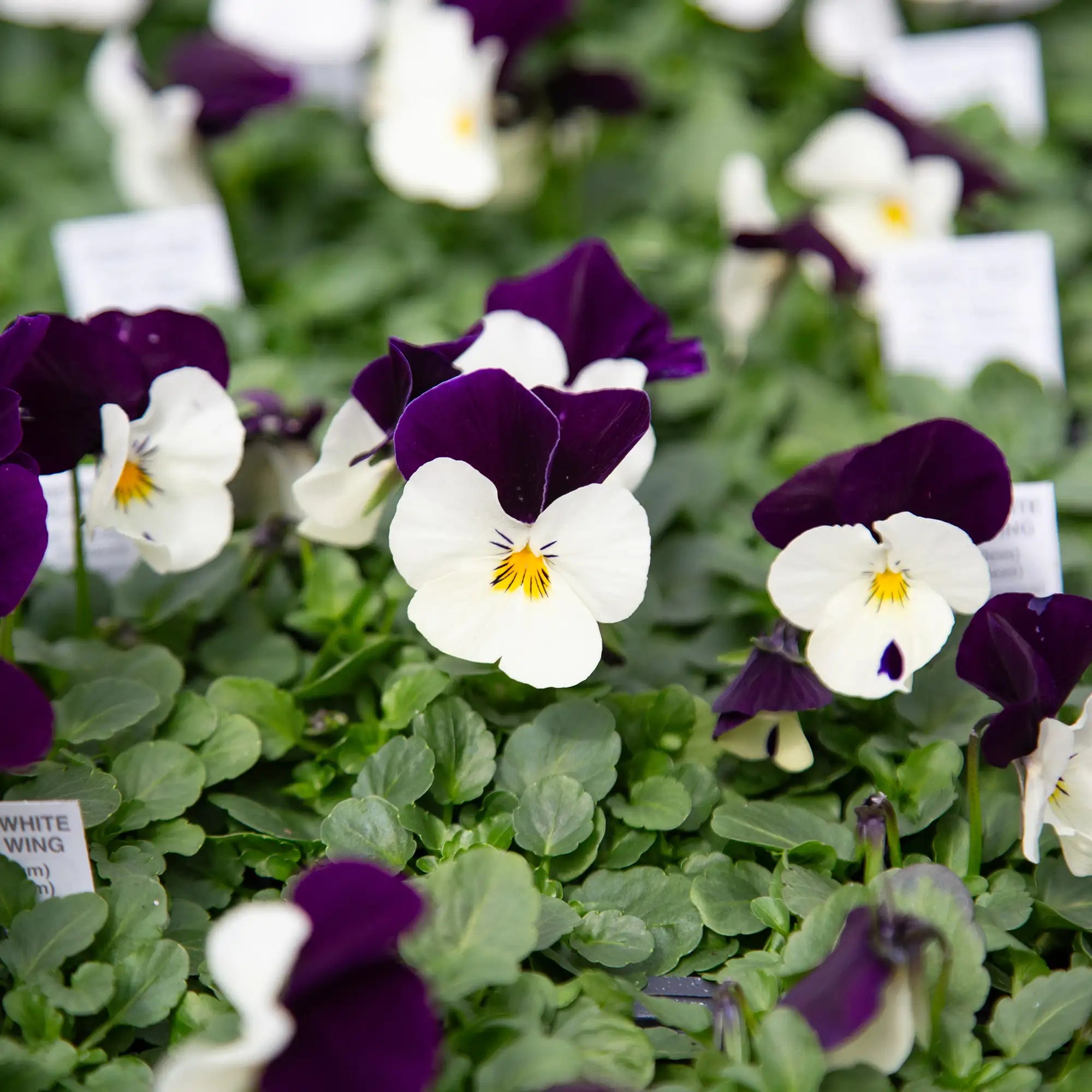 Viola Admire® 'White Purple Wing'