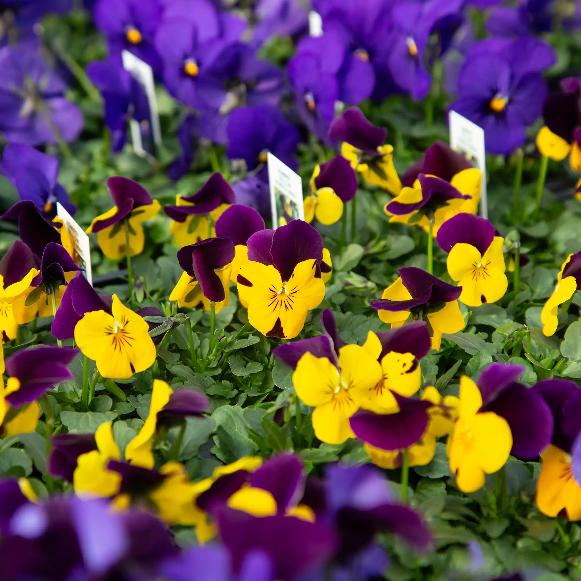 Viola Admire® 'Yellow Purple Wing'