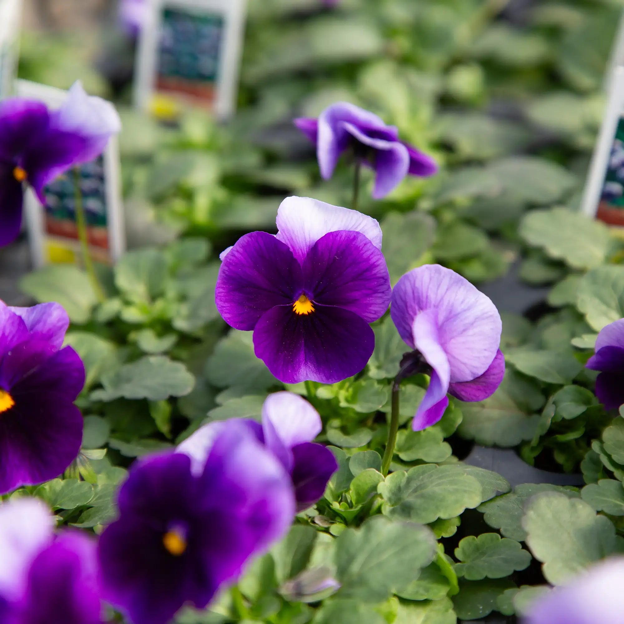 Viola Penny™ 'Beaconsfield'