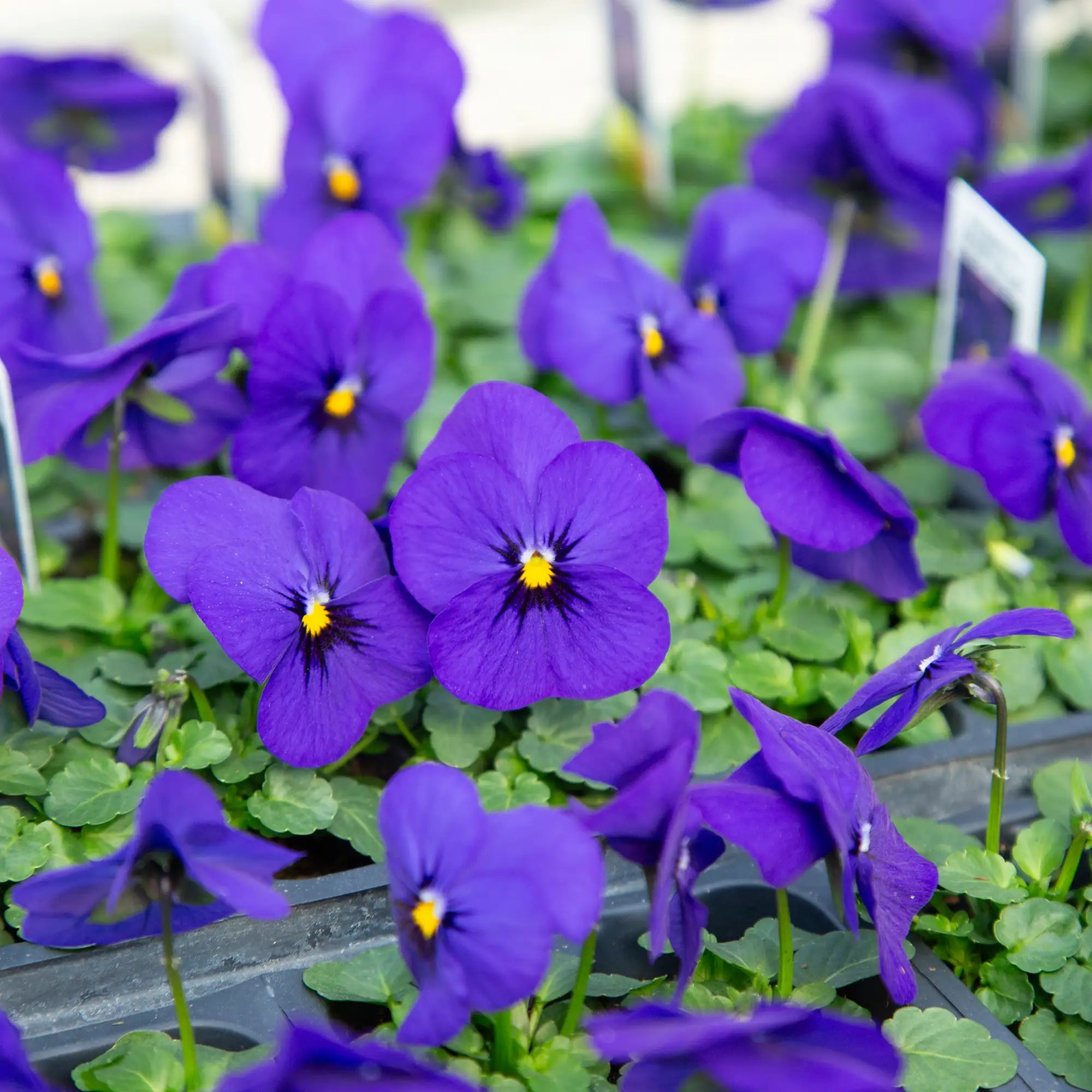 Viola Penny™ 'Deep Blue'