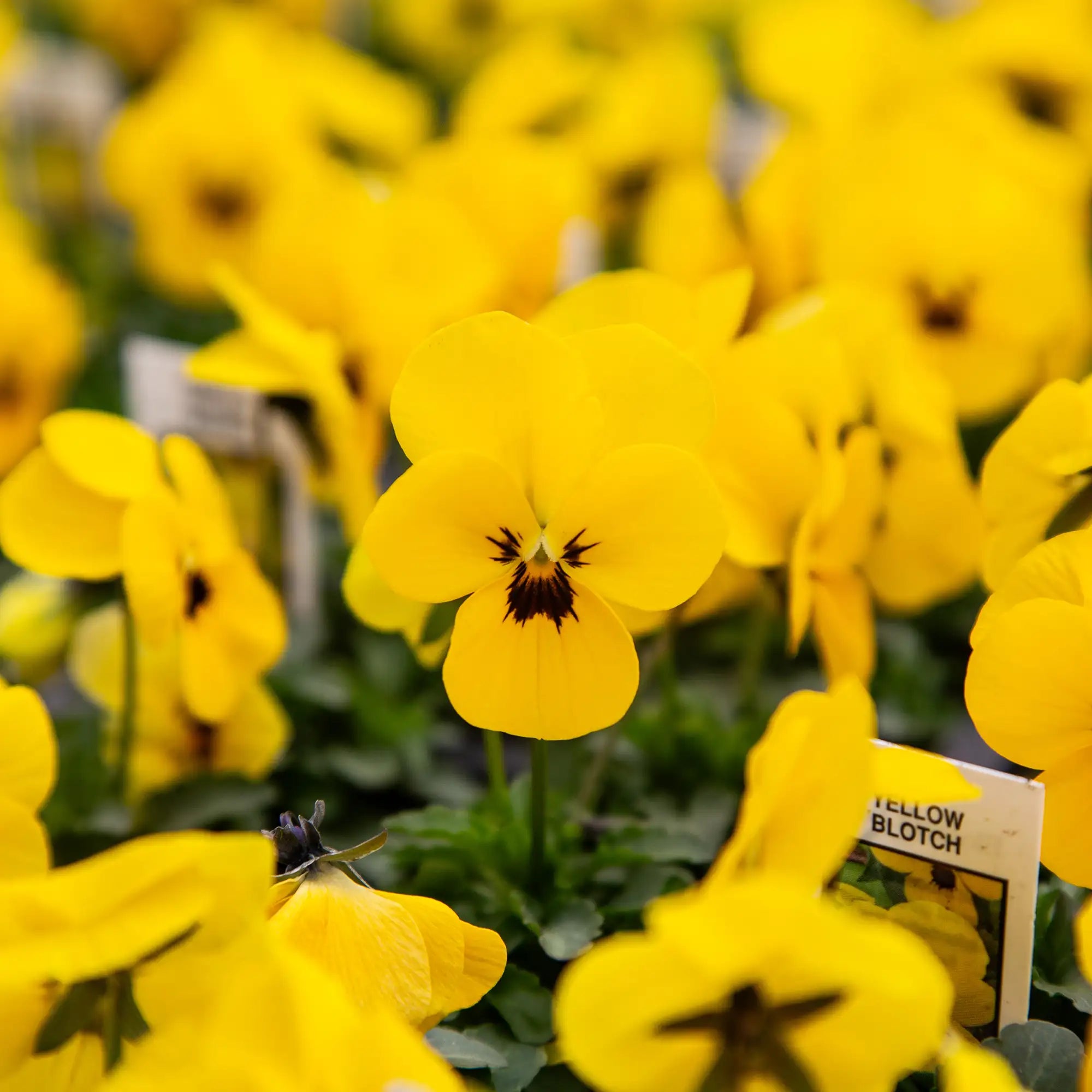 Viola Penny™ 'Yellow Blotch'