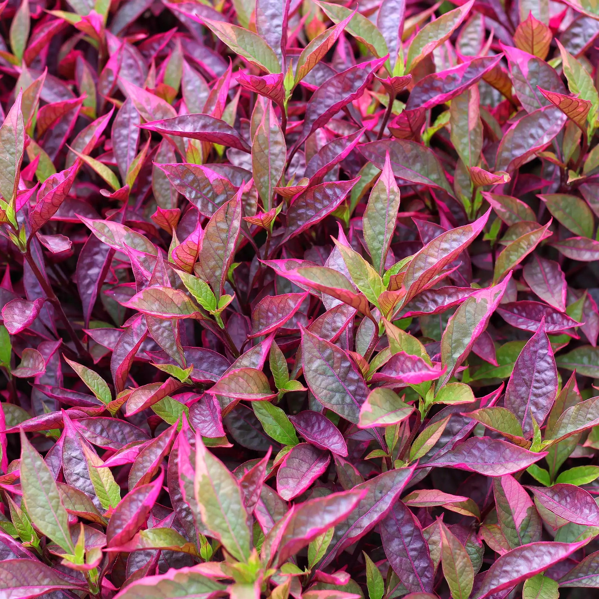 Water Amaranth showing colourful purple and green foliage