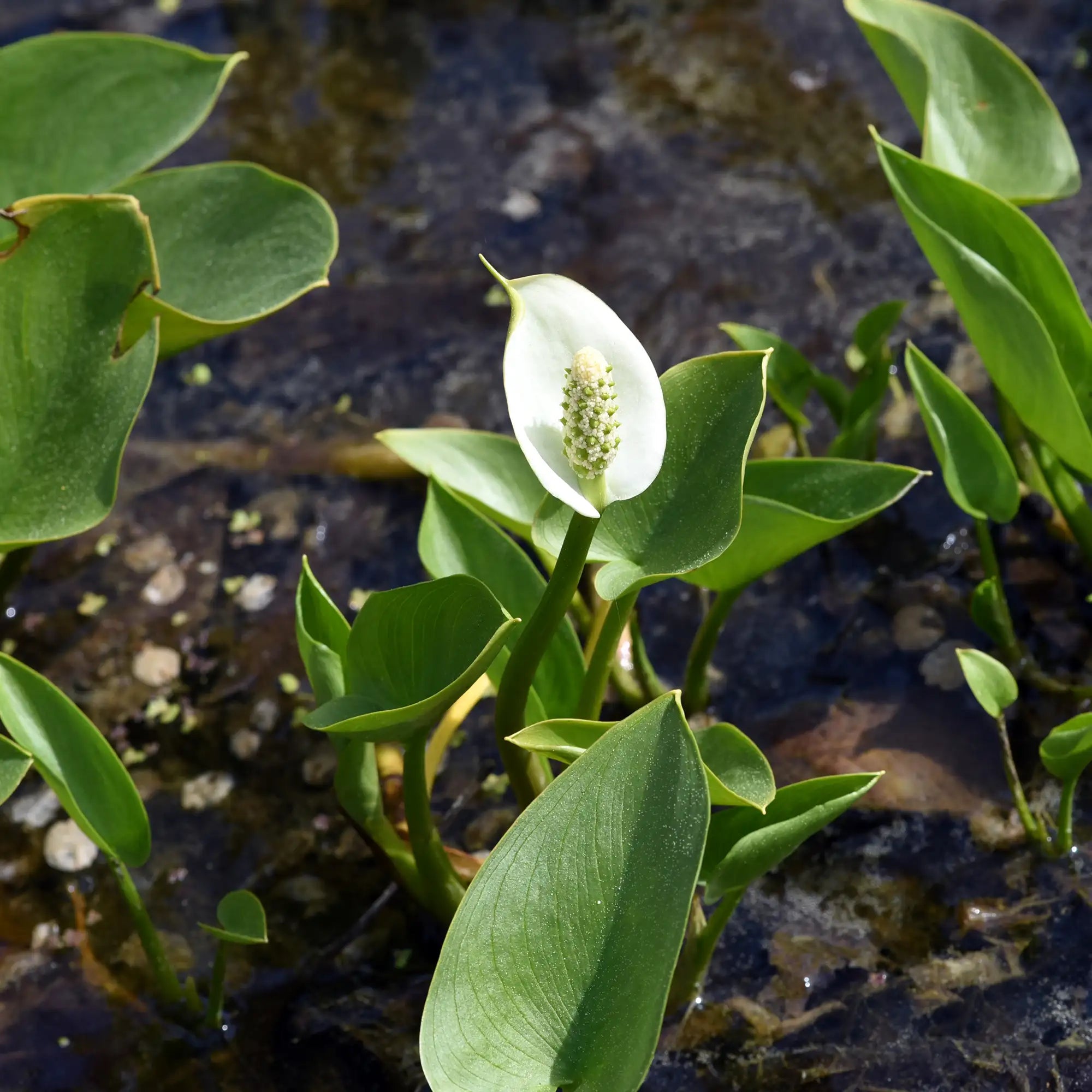 Water Arum with a white flower in a pond