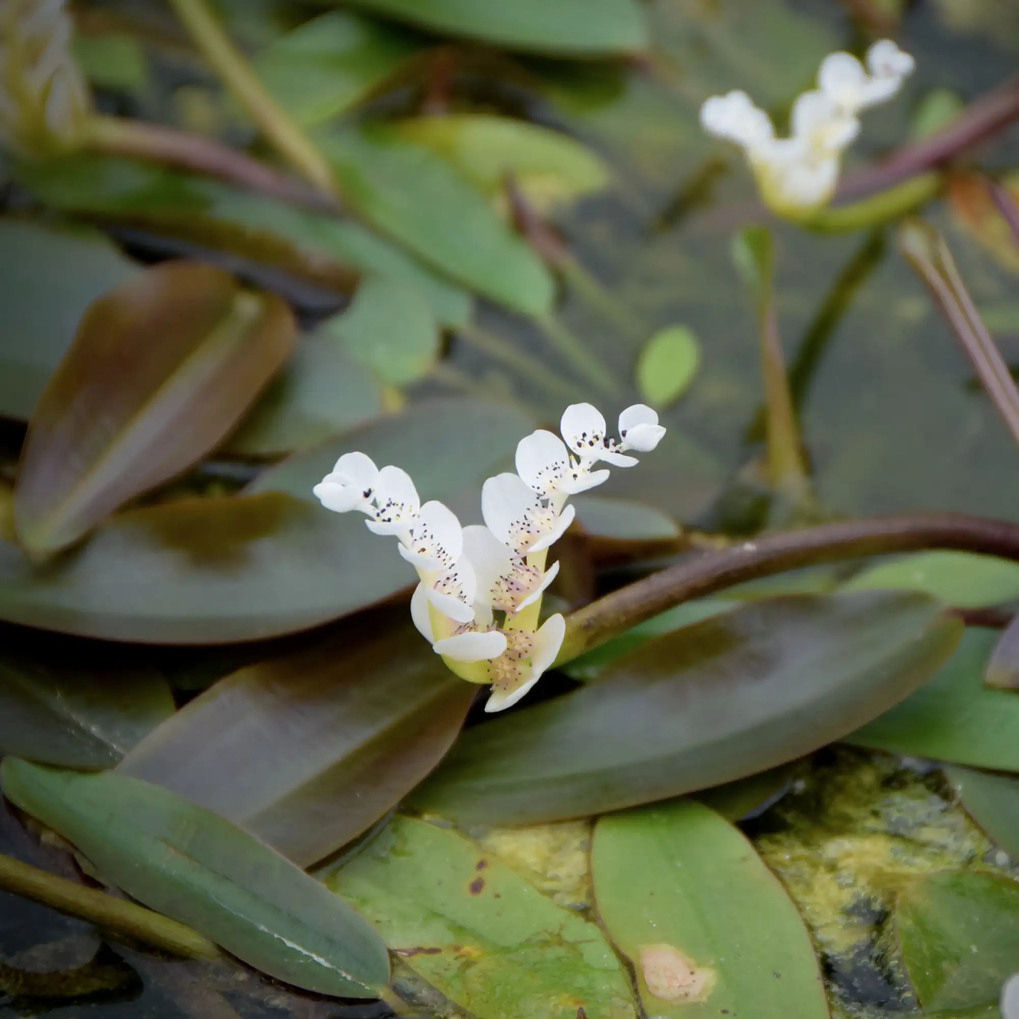 Water Hawthorn in a pond with white flowers