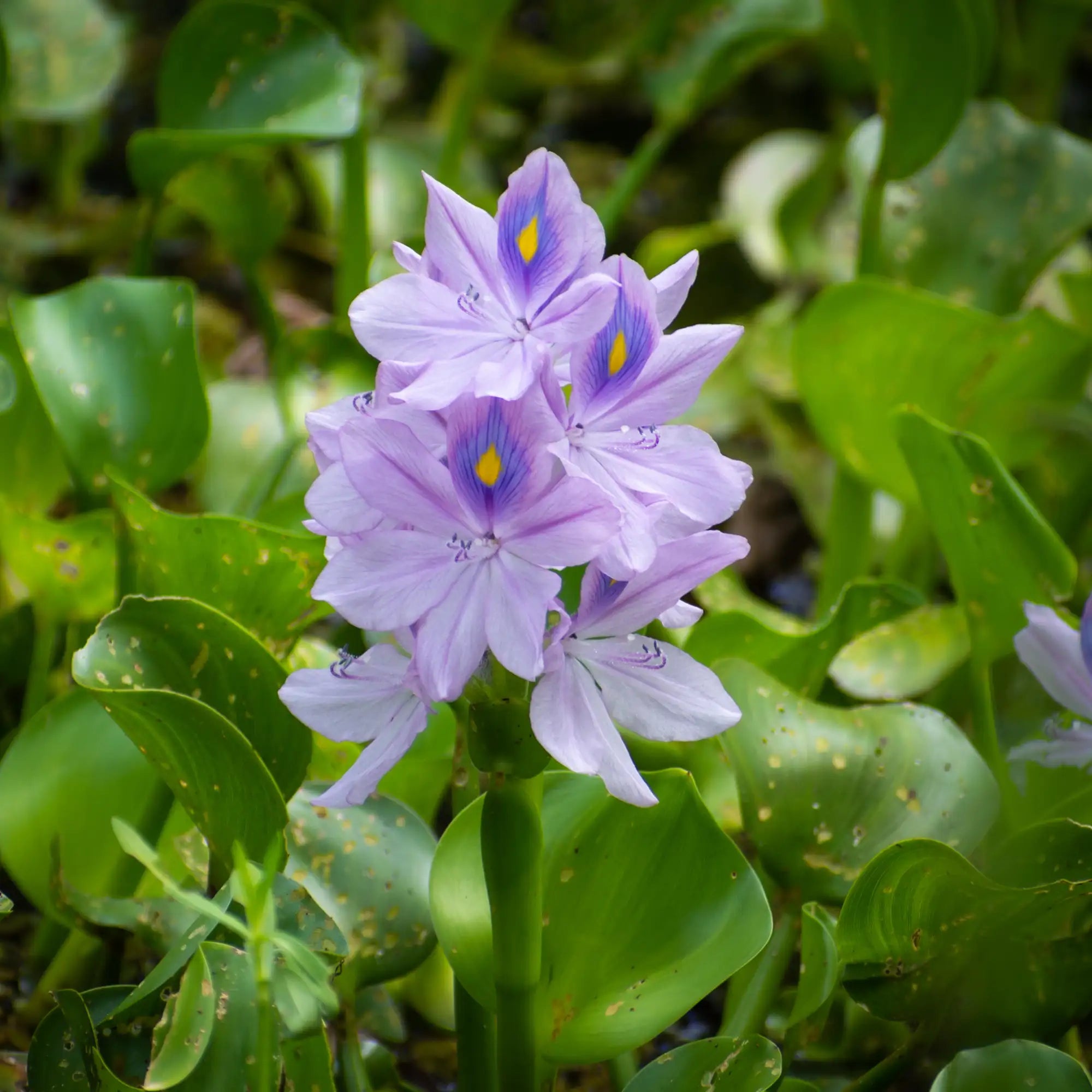 Water Hyacinth with a purple flower floating in a pond