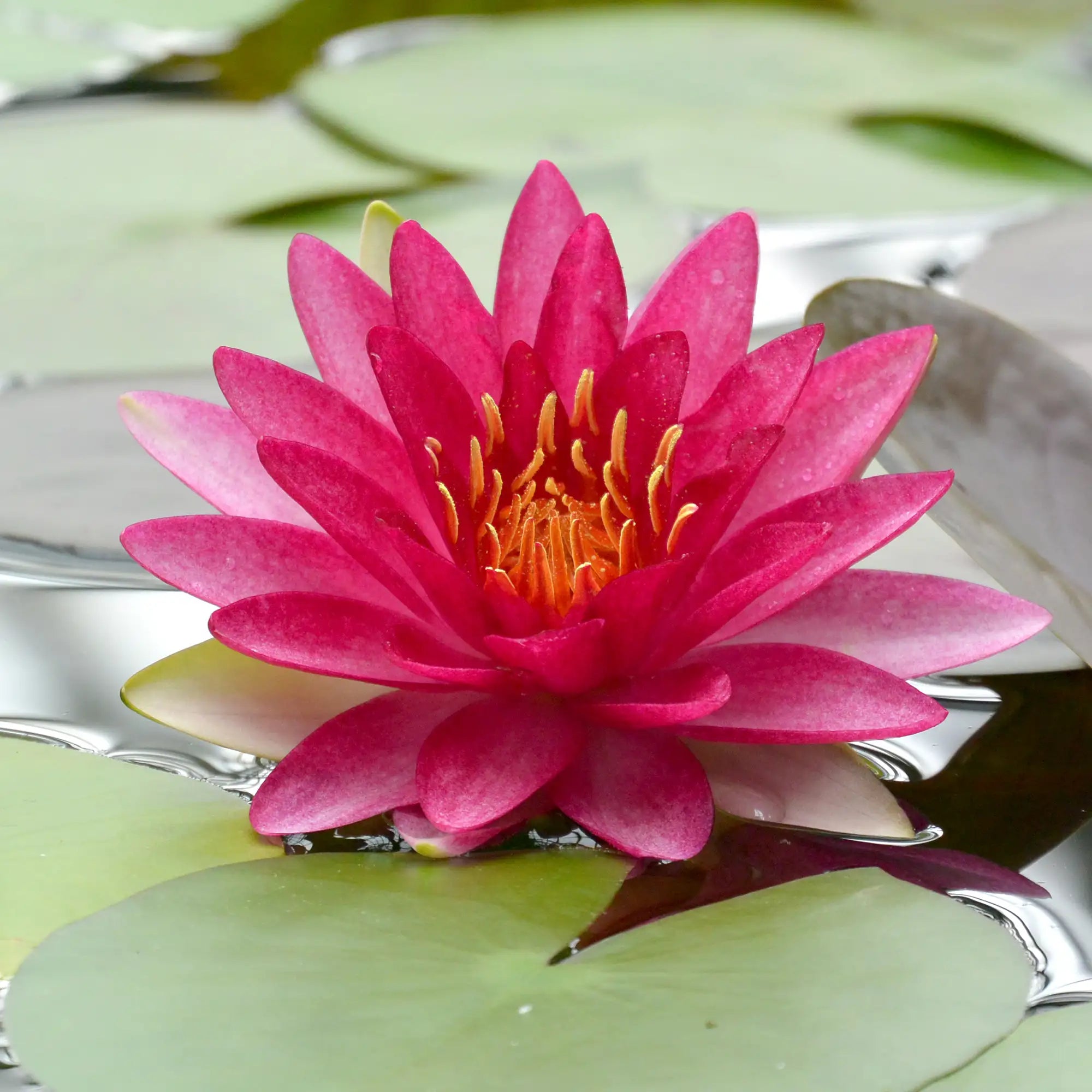 Attraction Hardy Water Lily in a pond pink flower