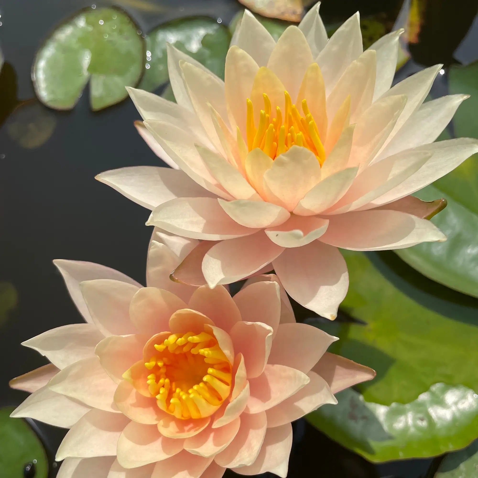 Two Barbara Dobbins hardy water lily in a pond with a pale pink flower