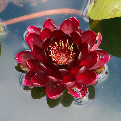 Black Princess Hardy Water Lily in a pond dark red flower