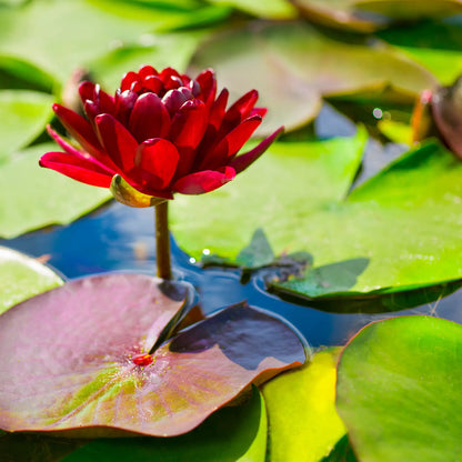Black Princess Hardy Water Lily in a pond dark red flower