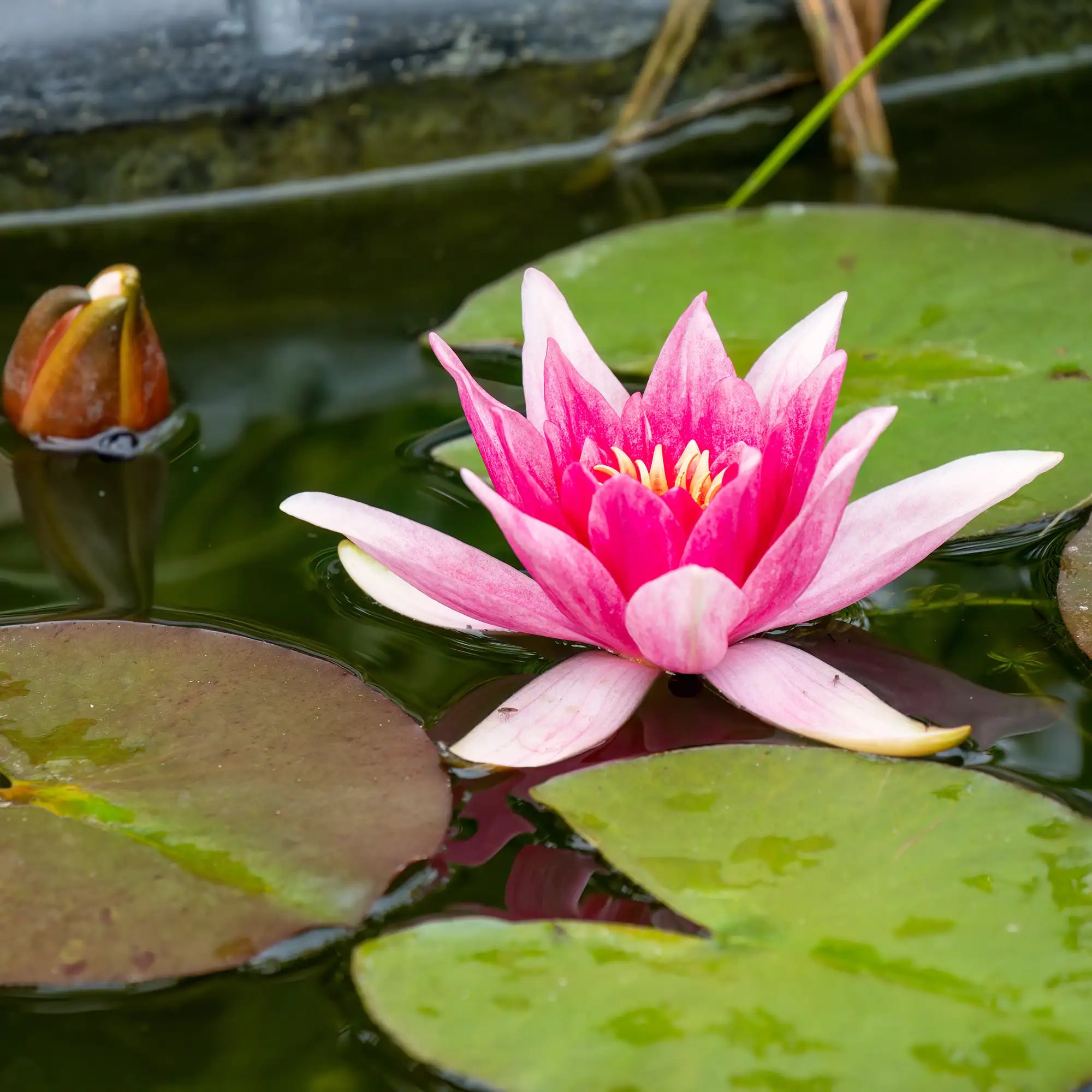 Charles de Meurville Hardy Water Lily in a pond pink flower