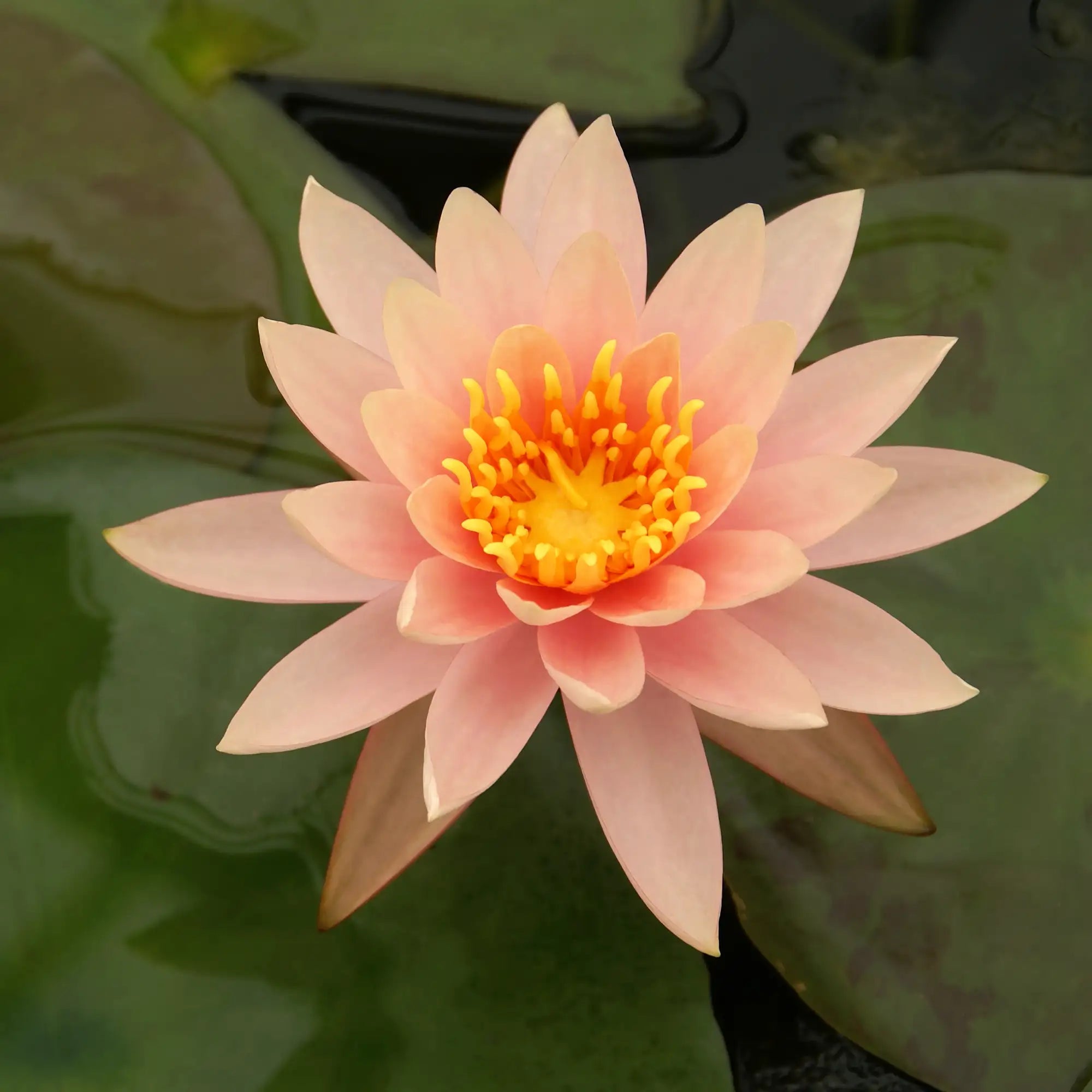 Colorado Water Lily with a peach flower in a pond