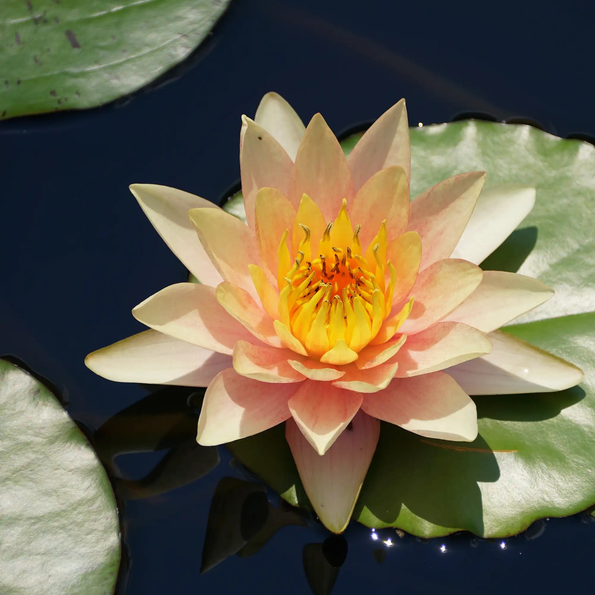 COmanche Hardy Water Lily in a pond peach flower
